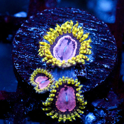 JC Purple Monster