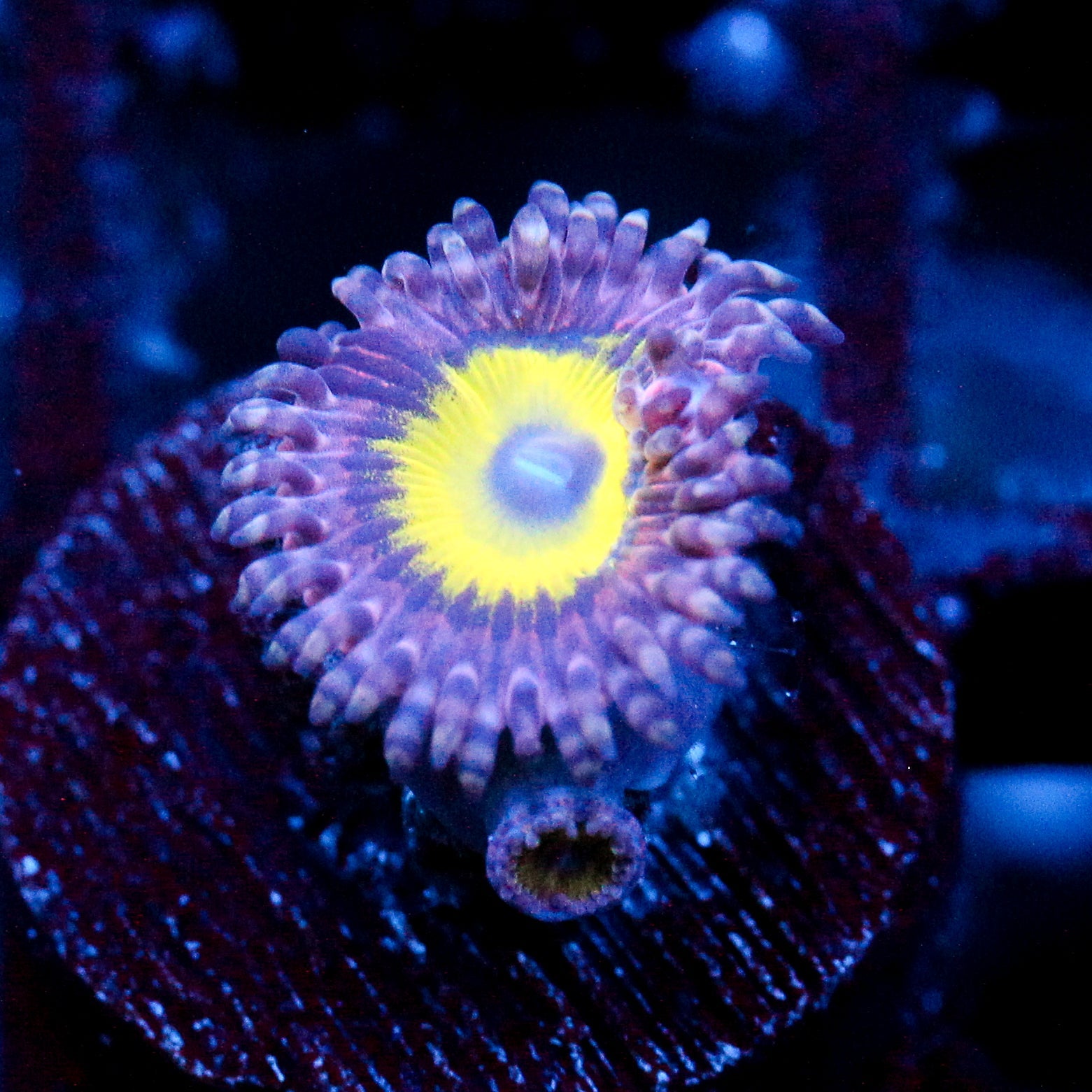 JC Flower Fall Zoanthid