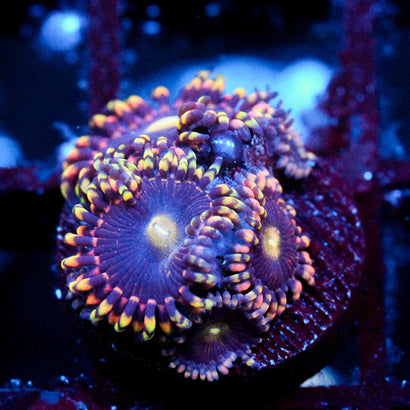JC Bozos Birthday Zoanthid