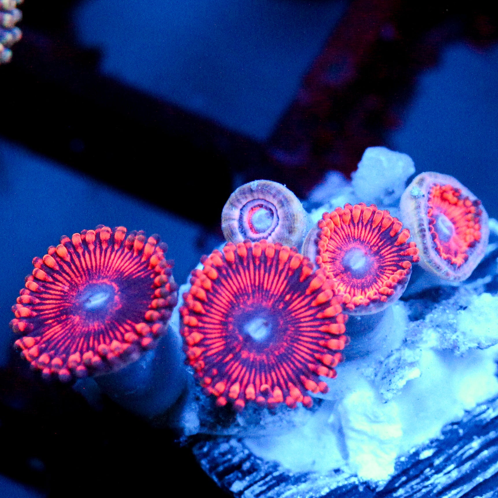 JC Sith Zoanthid