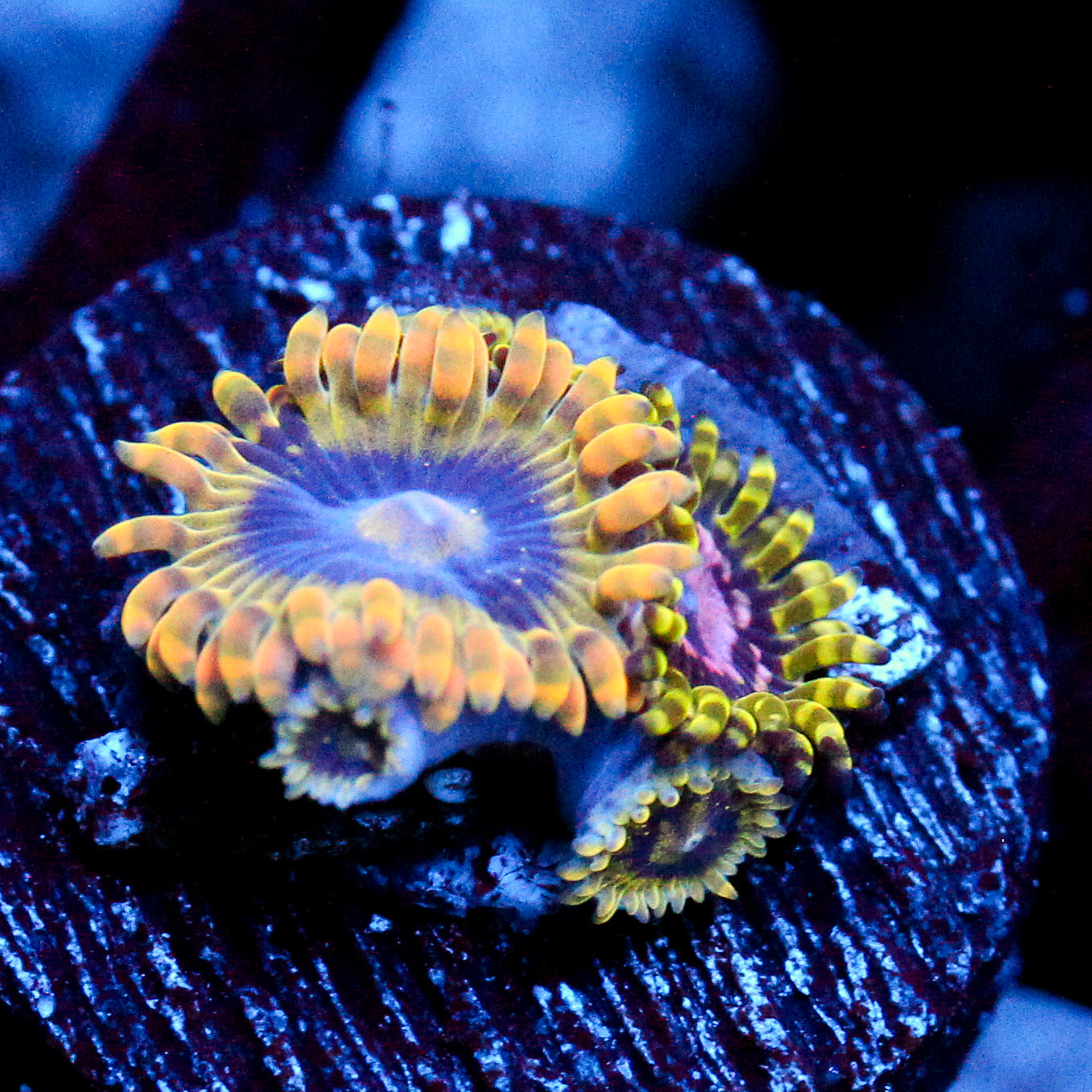 JC Rainbow Yoda + Purple Monster Zoanthid