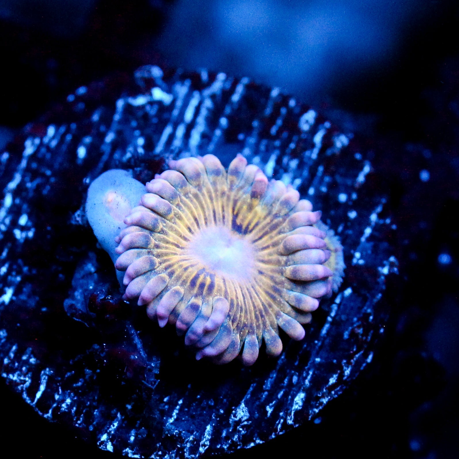 JC Pink Seam Zoanthid