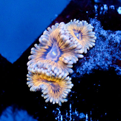 JC Oceanside Zoanthid