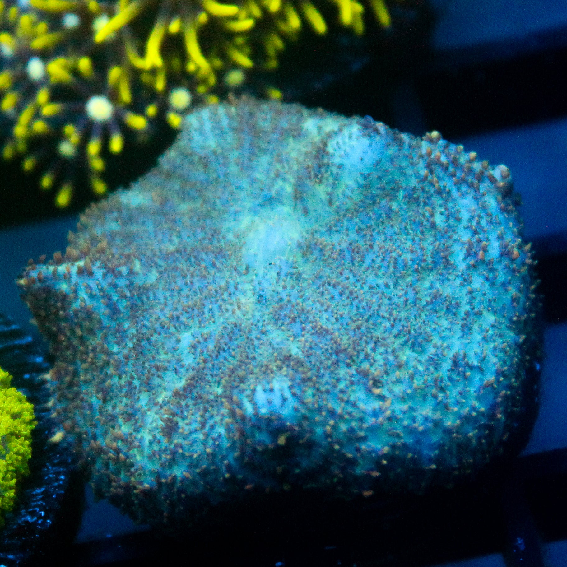 JC Cuprum Calamity Rhodactis
