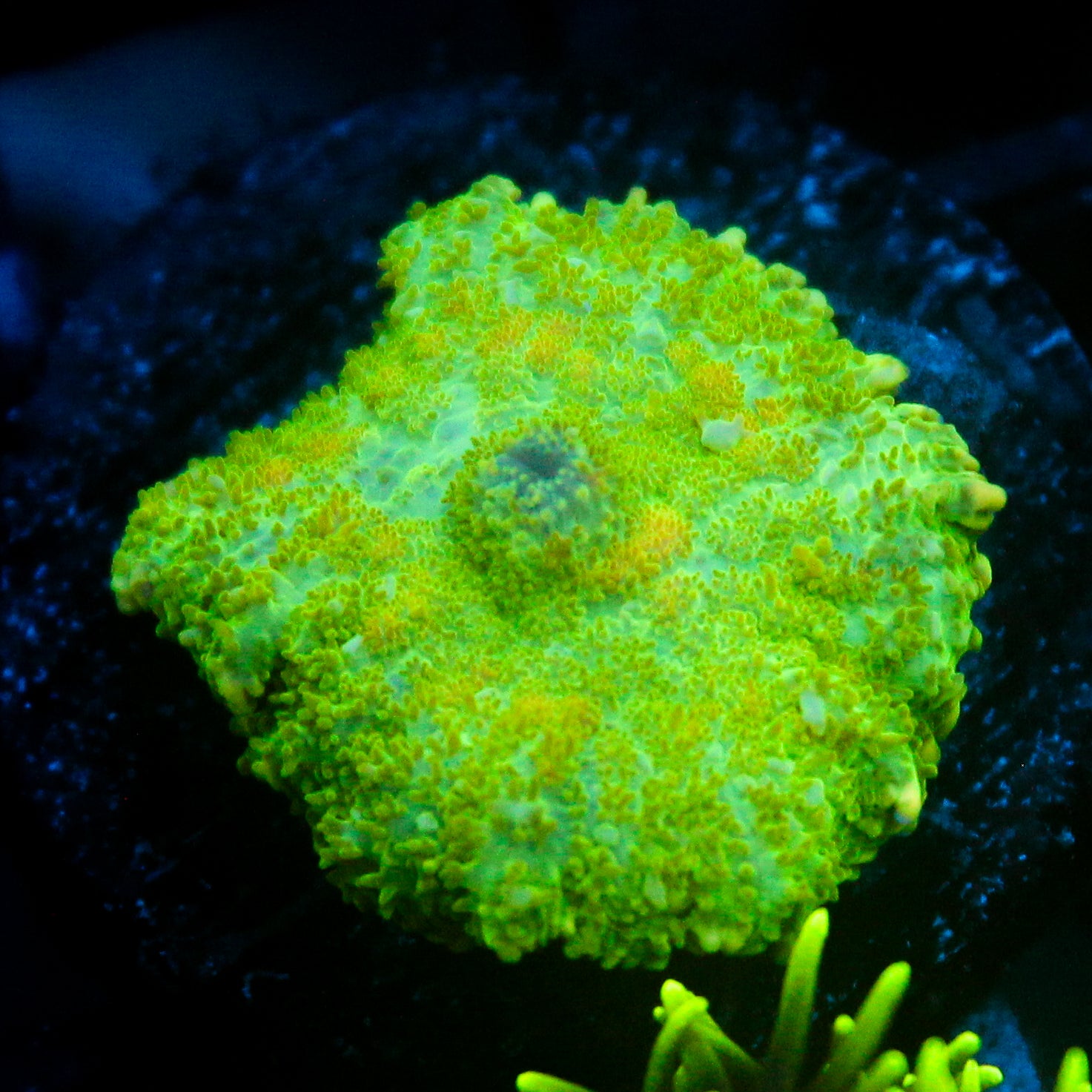 JC Lush Biome Rhodactis