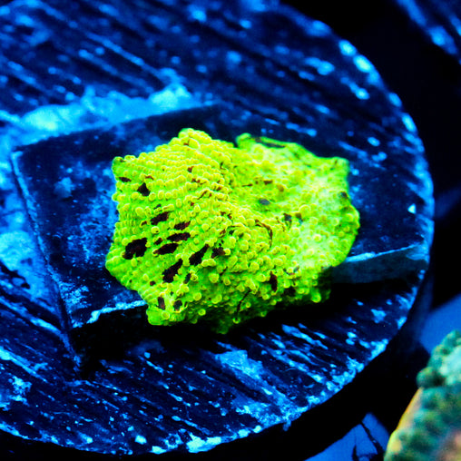 JC Pink Whisper Acro – Jersey Corals