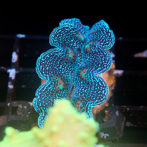 JC Pink Whisper Acro – Jersey Corals