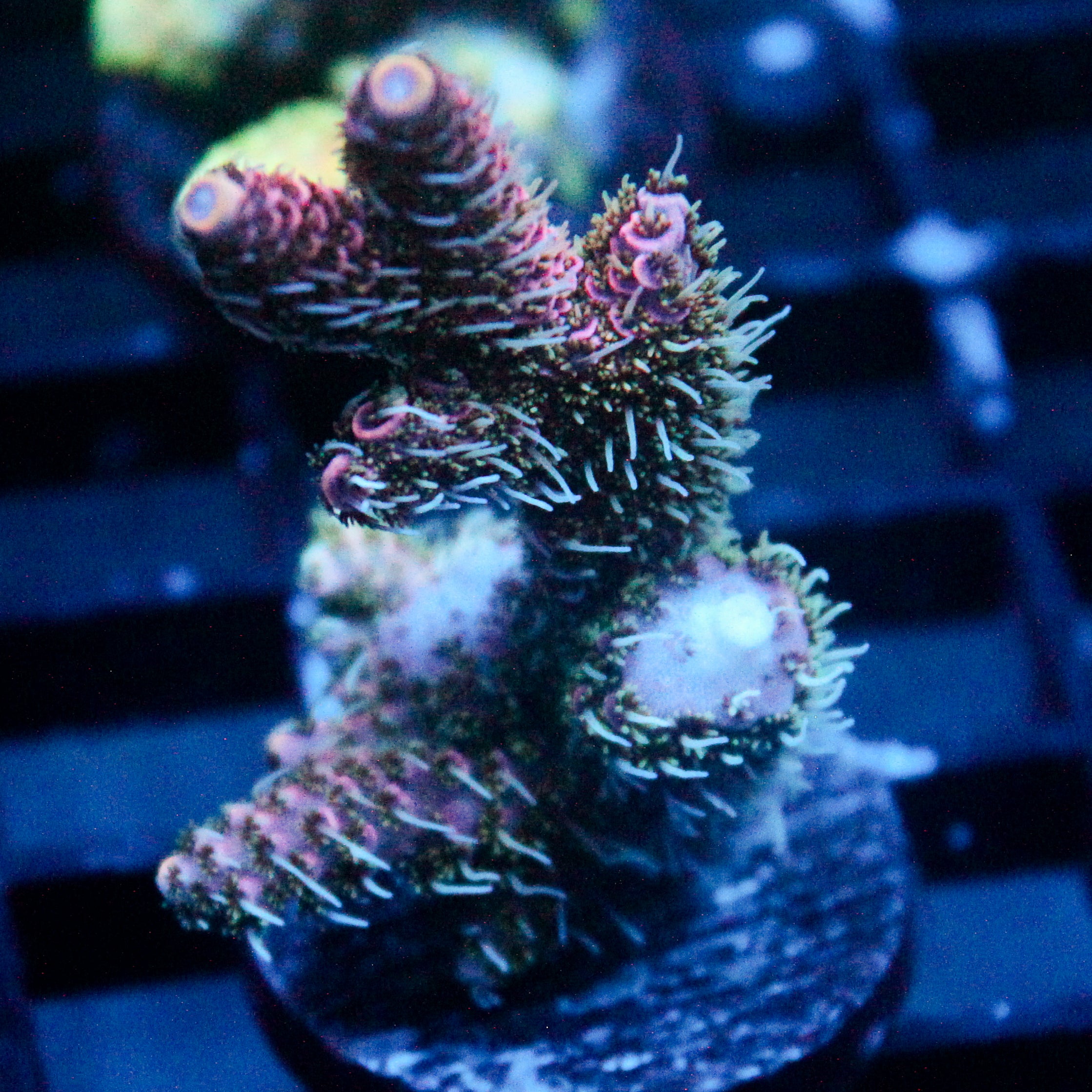 JC Fuzzy Acro