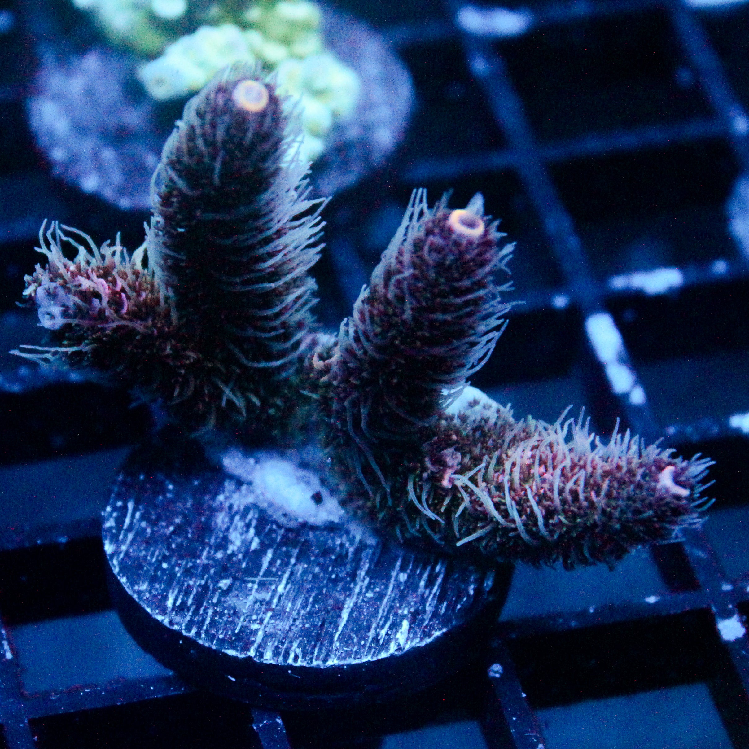 JC Fuzzy Acro – Jersey Corals