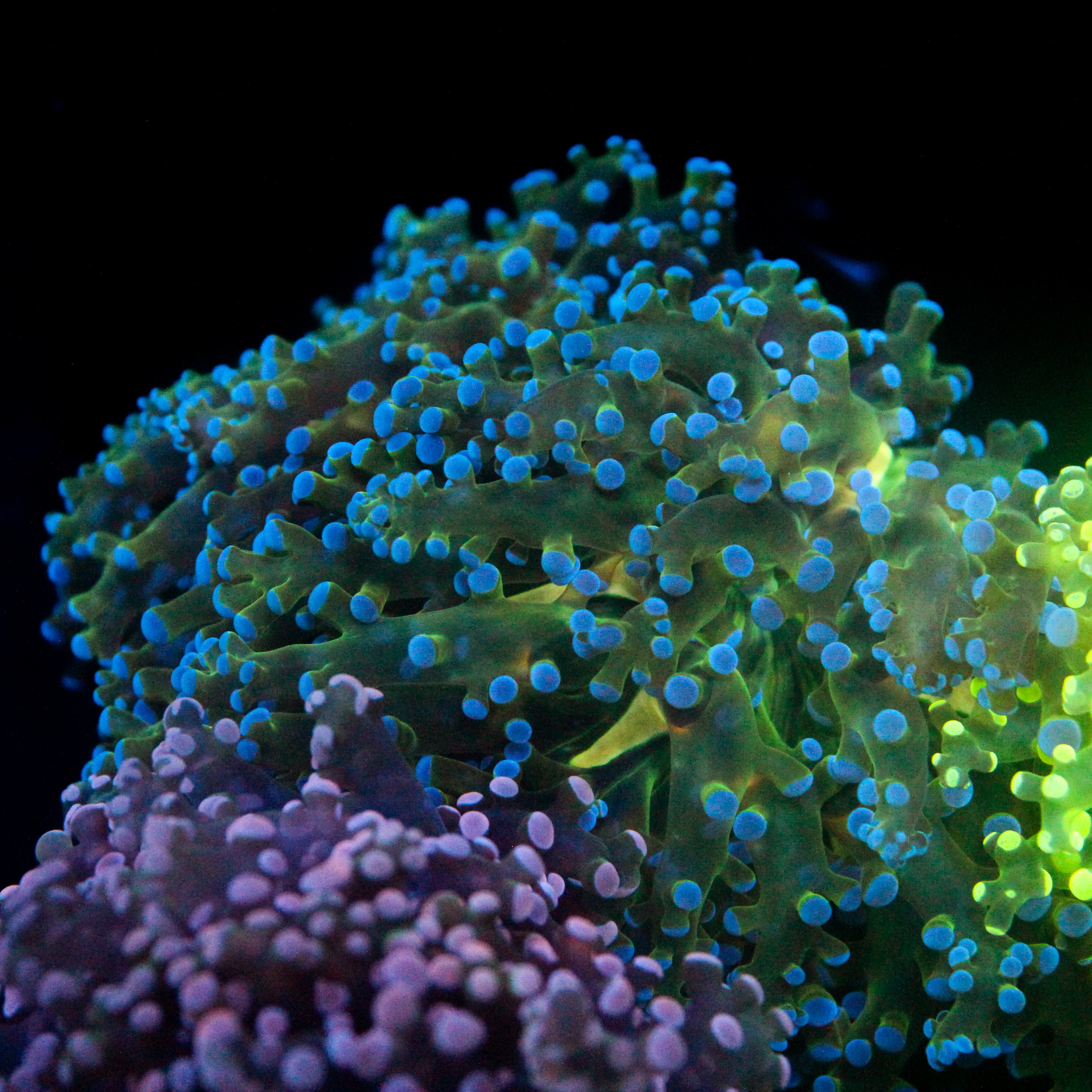 JC Hulk Buster Frogspawn