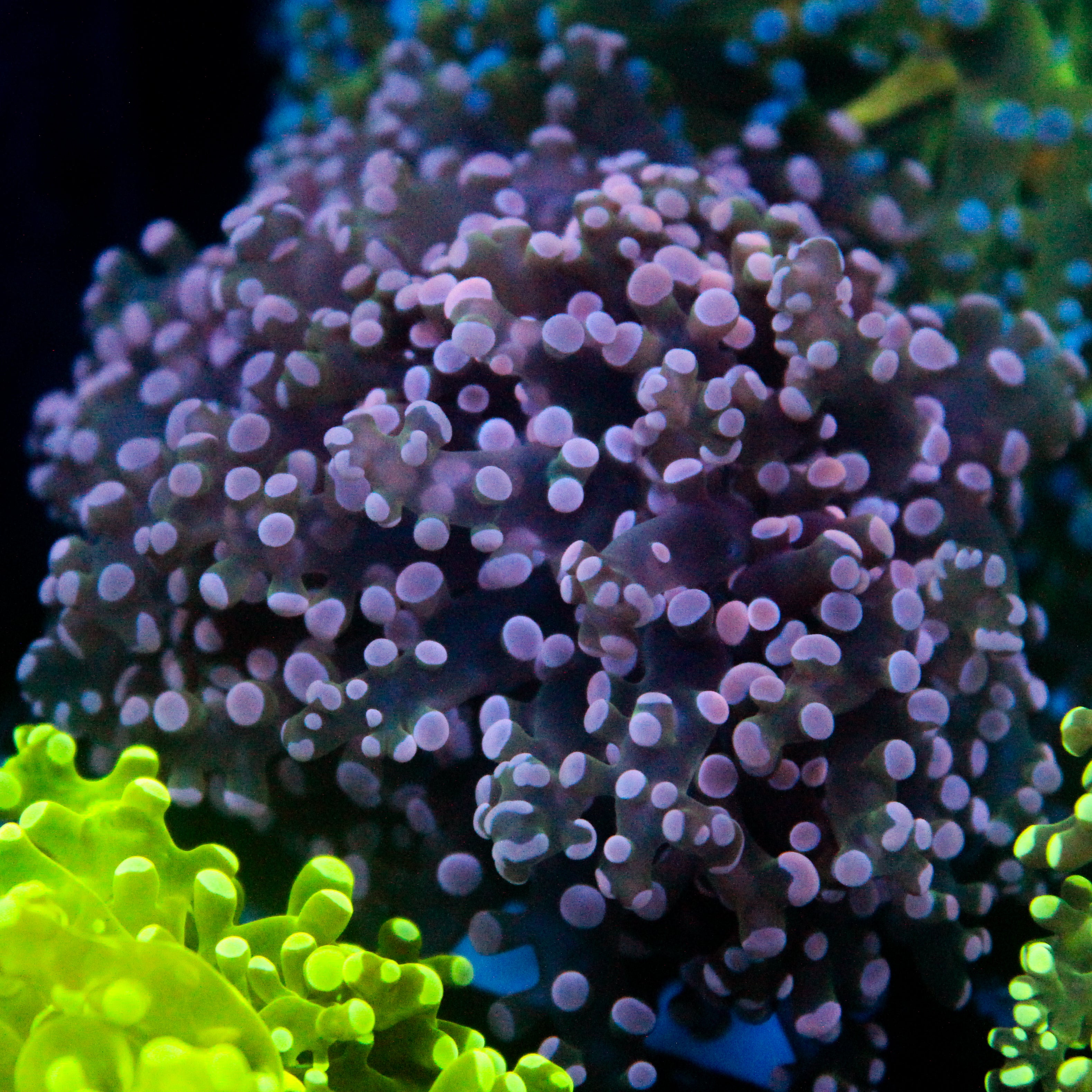 JC Pink Tip Frogspawn