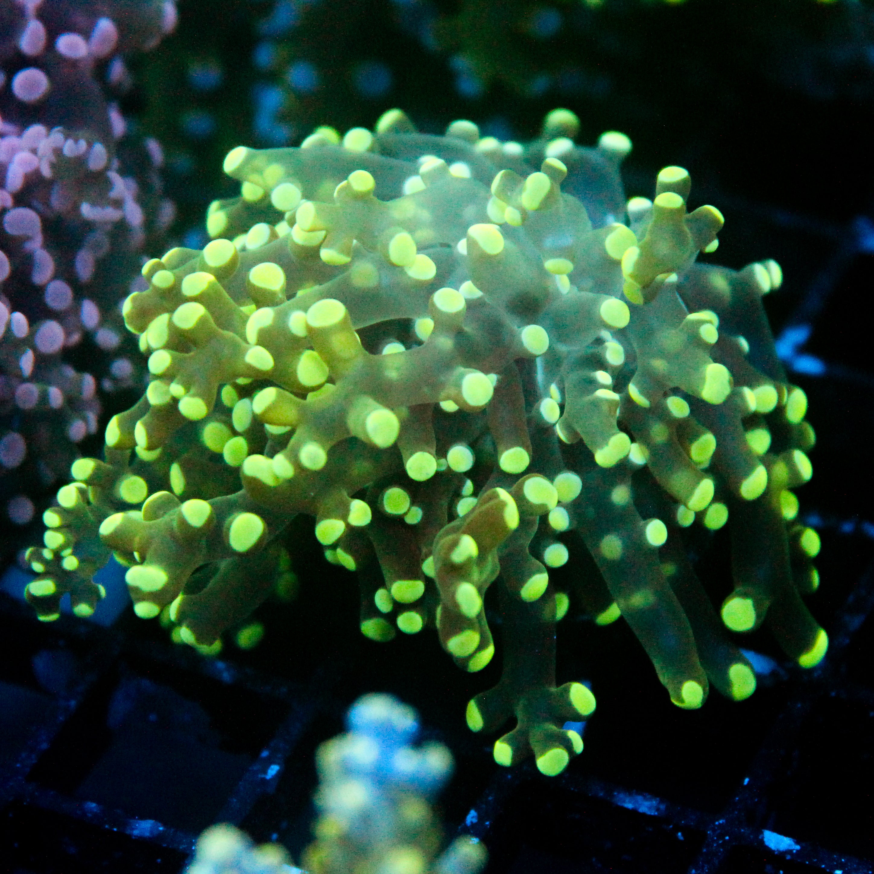 JC Splatter Frogspawn