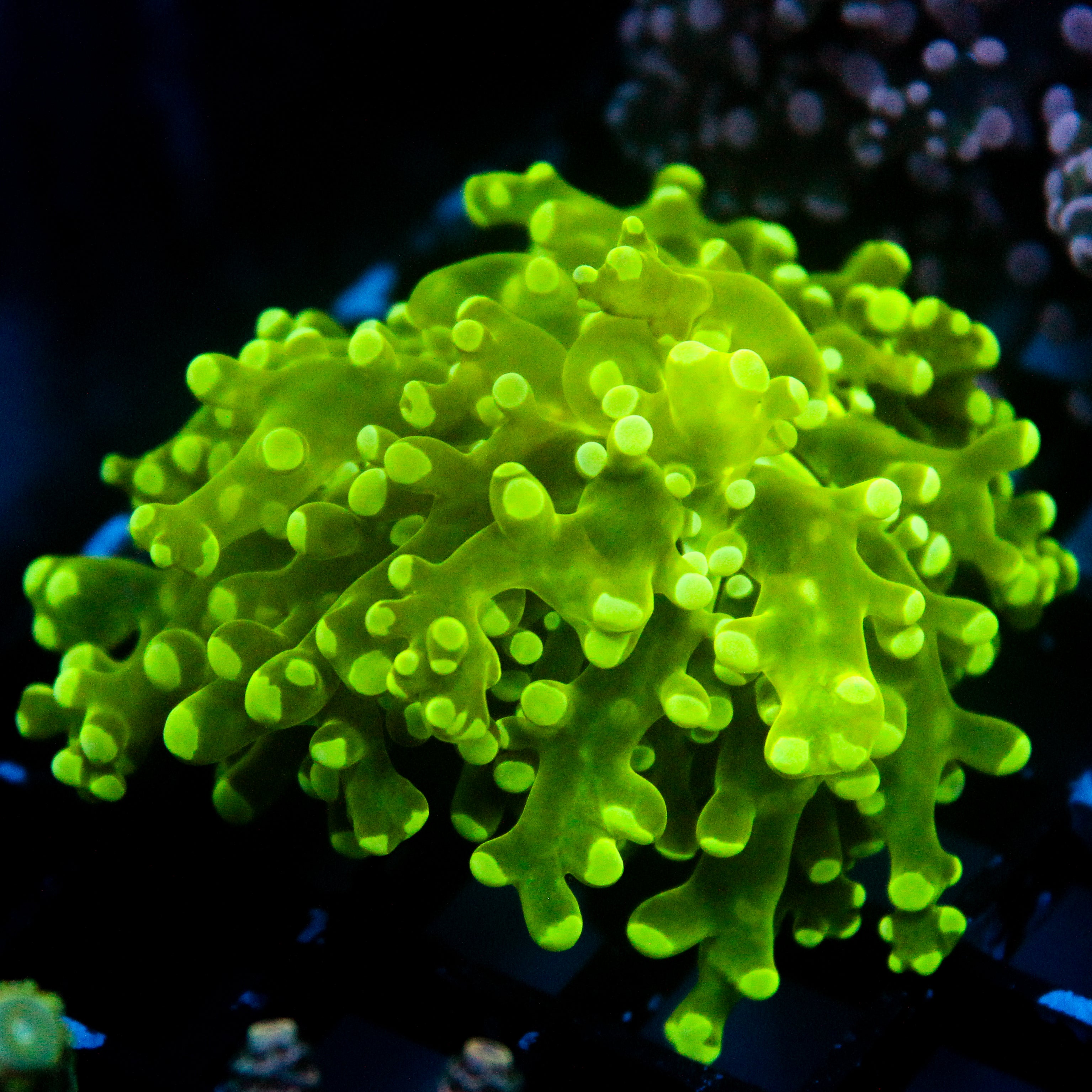 JC Slime King Frogspawn (From growout 1/1)