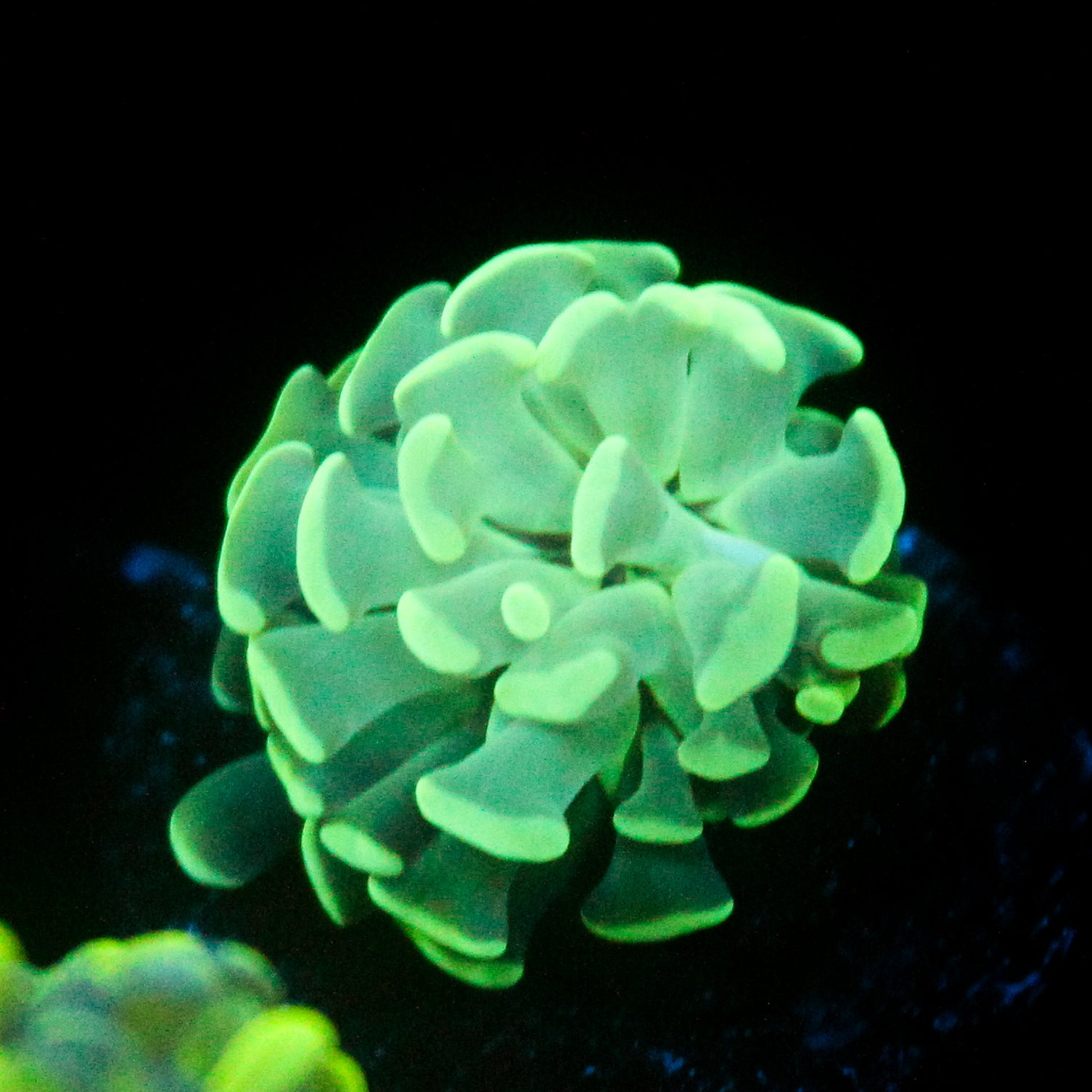 JC Blue Glow Hammer