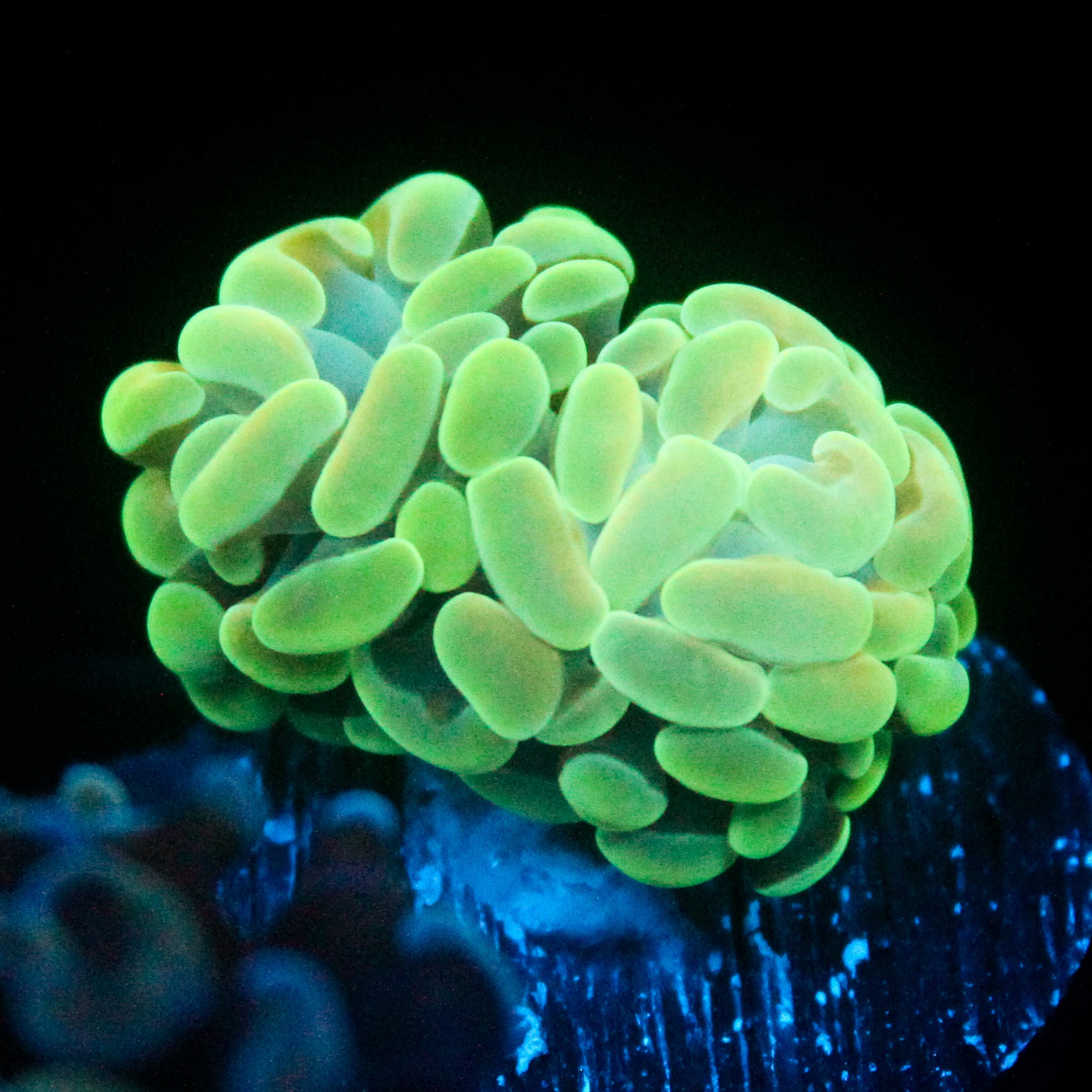 JC Alien Glow Hammer
