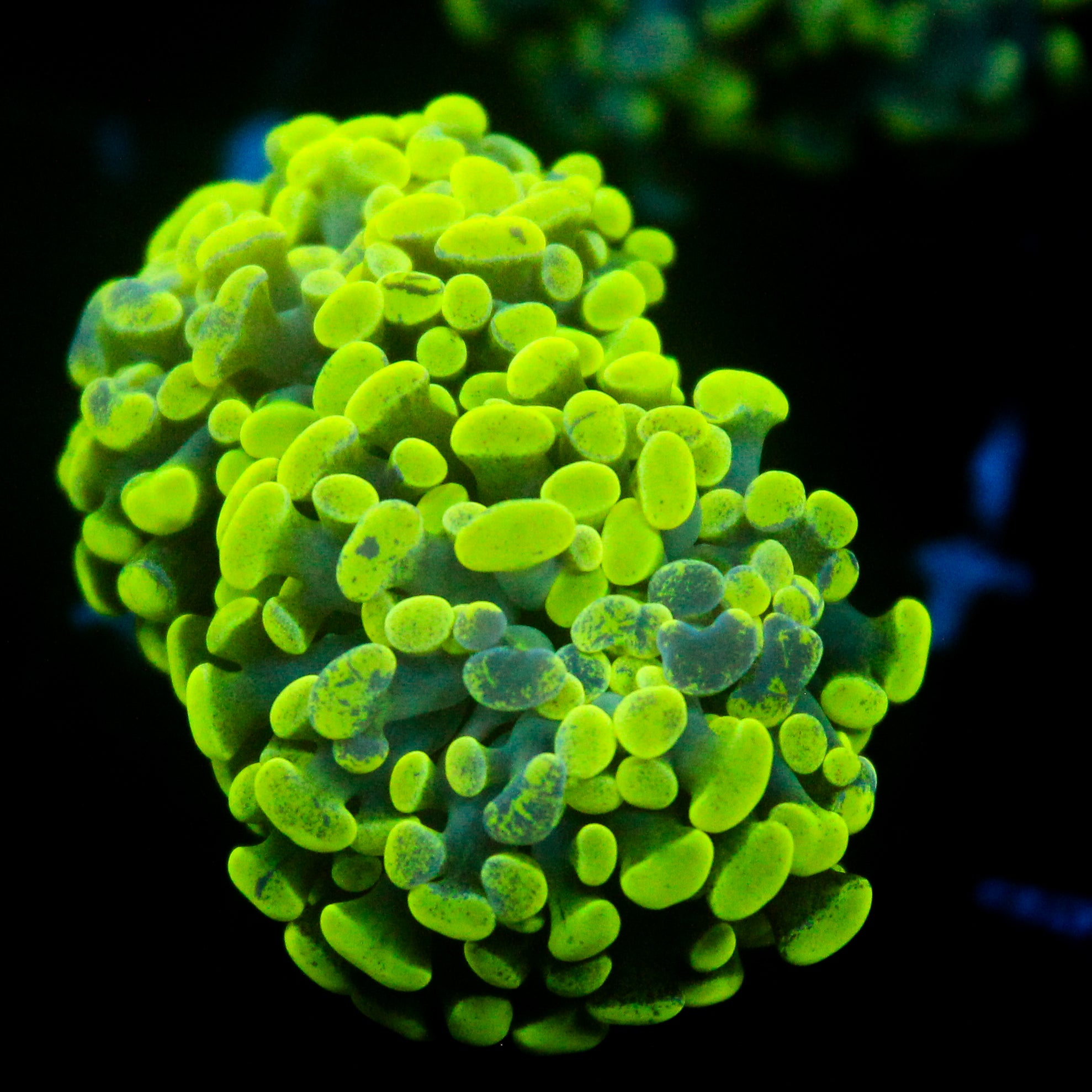 JC Neon Green Splatter Hammer