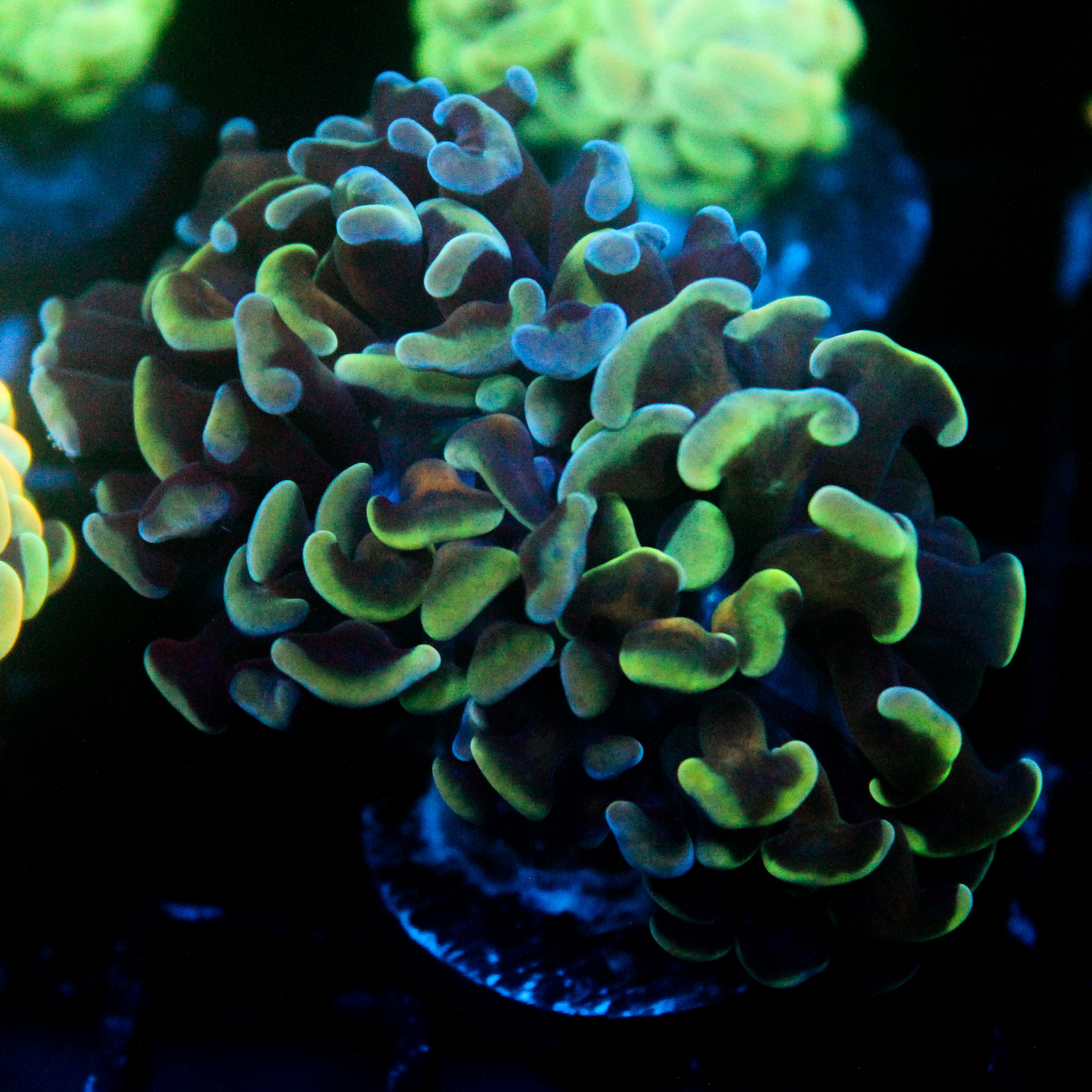 JC Seafoam Hammer