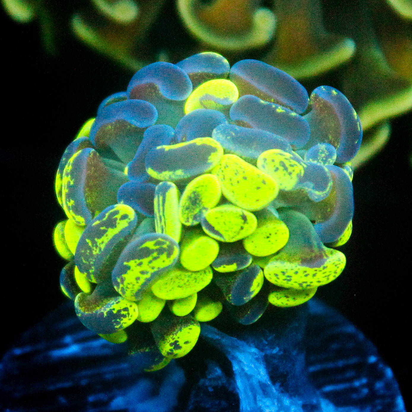 JC Hyper Glow Hammer