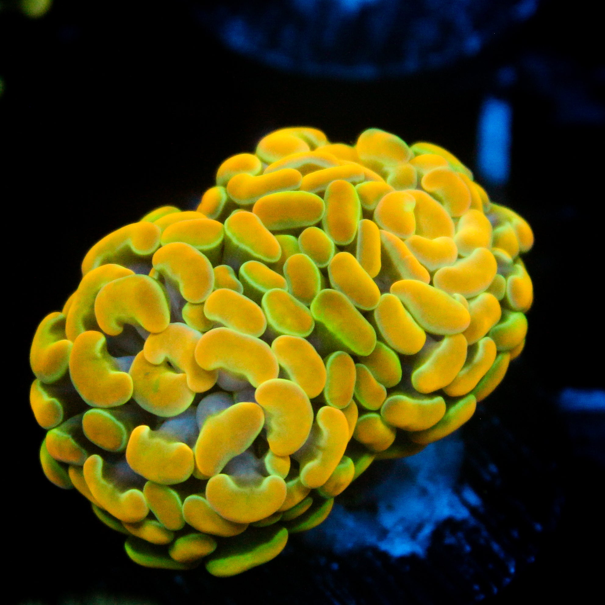 JC Rainbow Gold Hammer