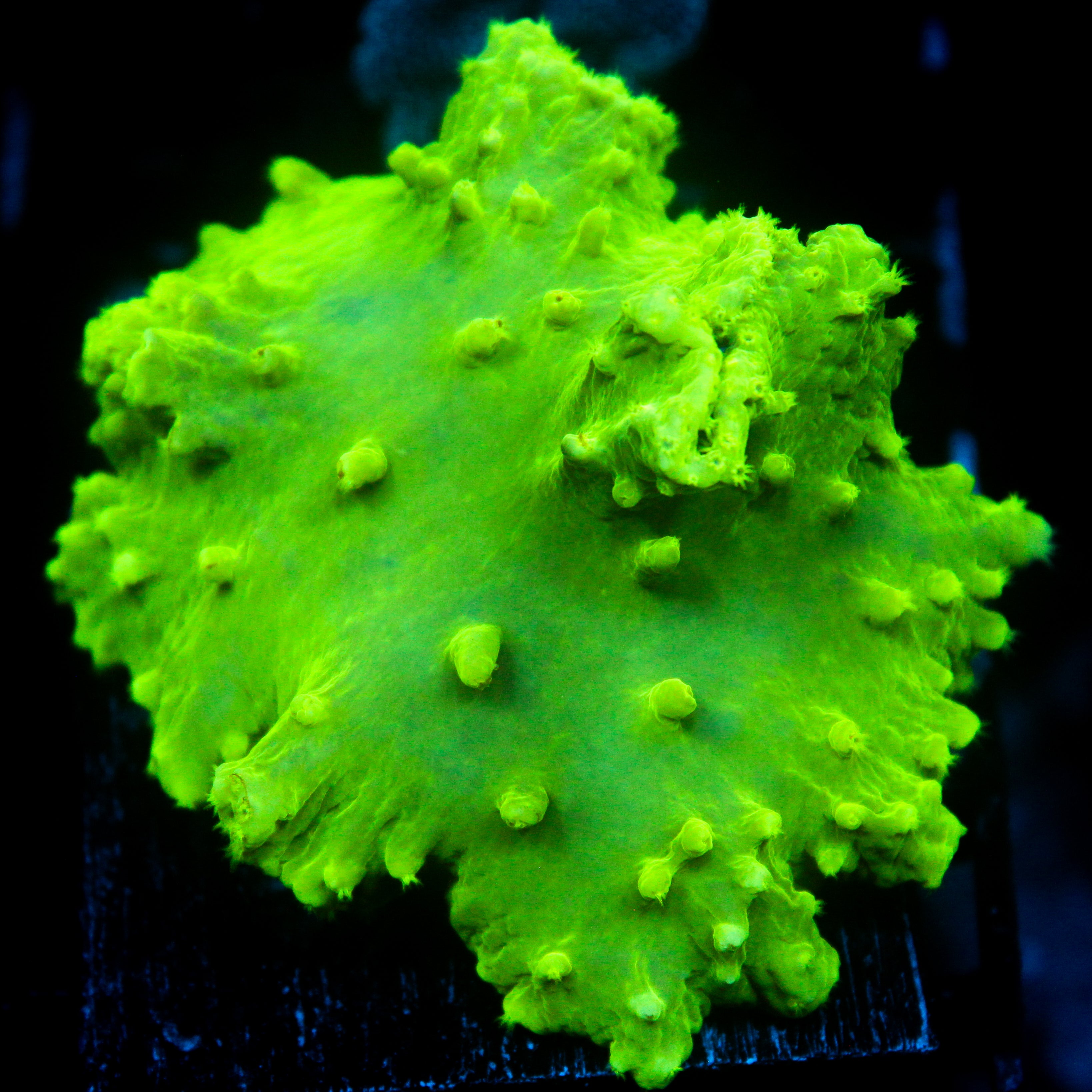 JC Neon Green Cabbage Coral
