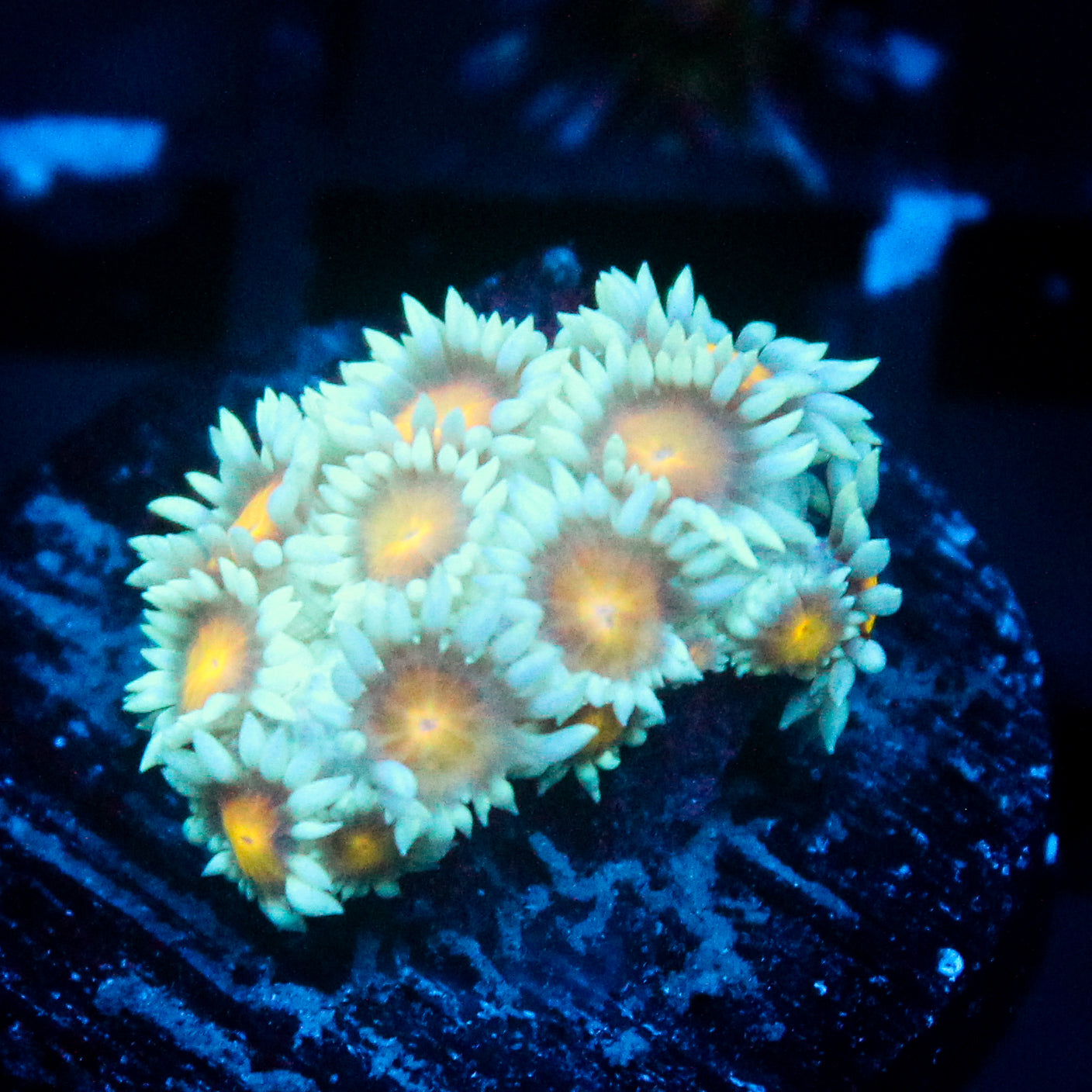 JC Sunflower Goni
