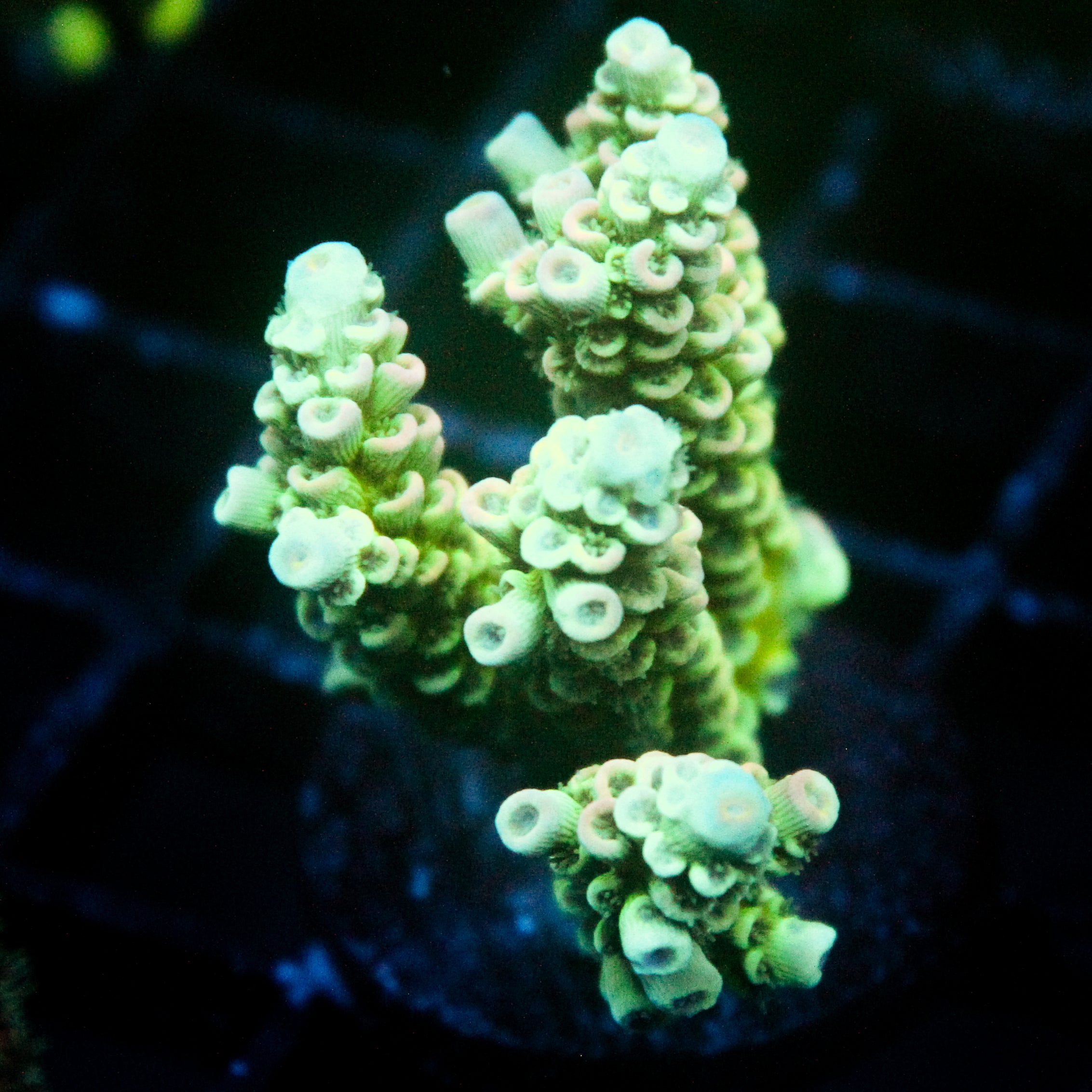 JC Green Demon Acro