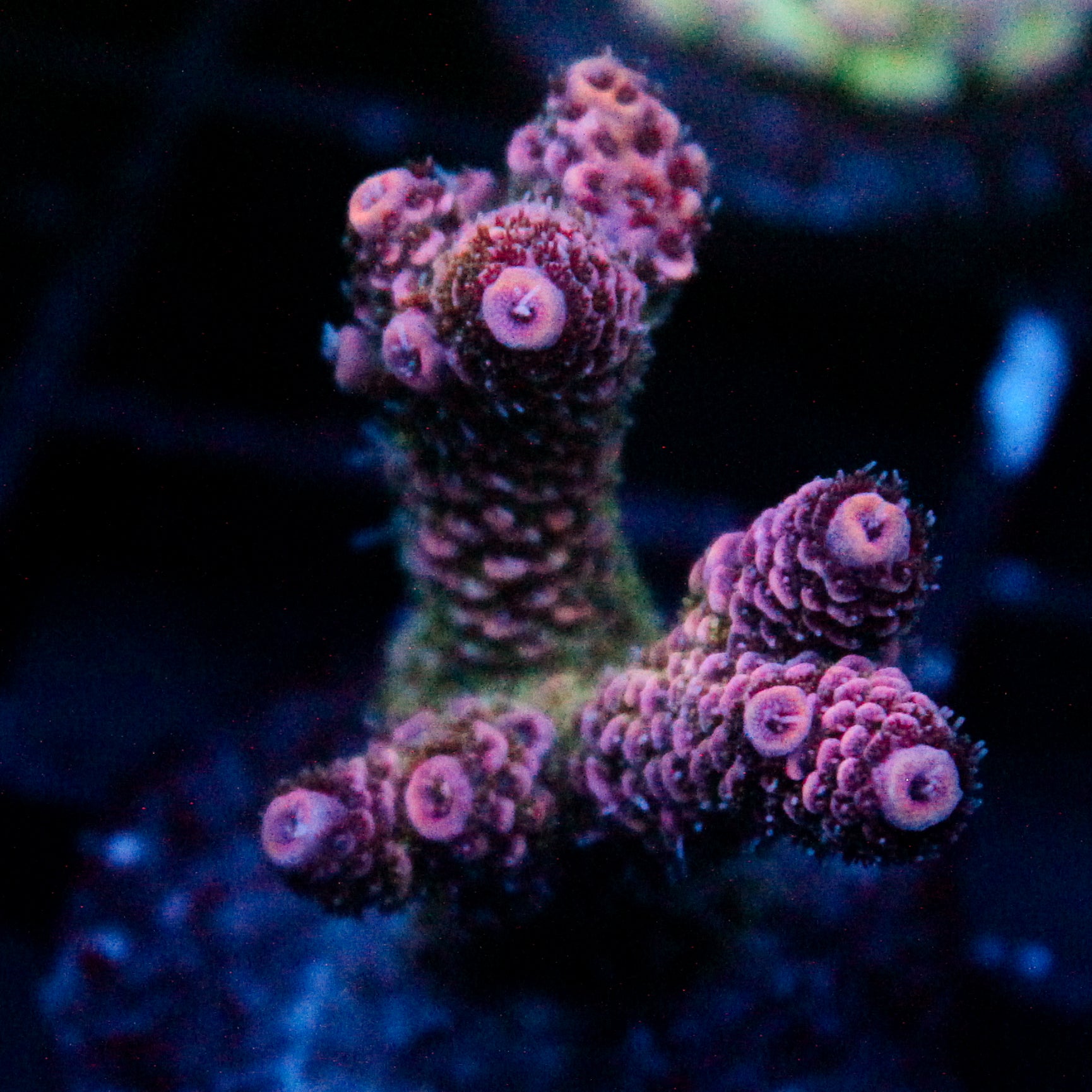 JC Enchantress Acro
