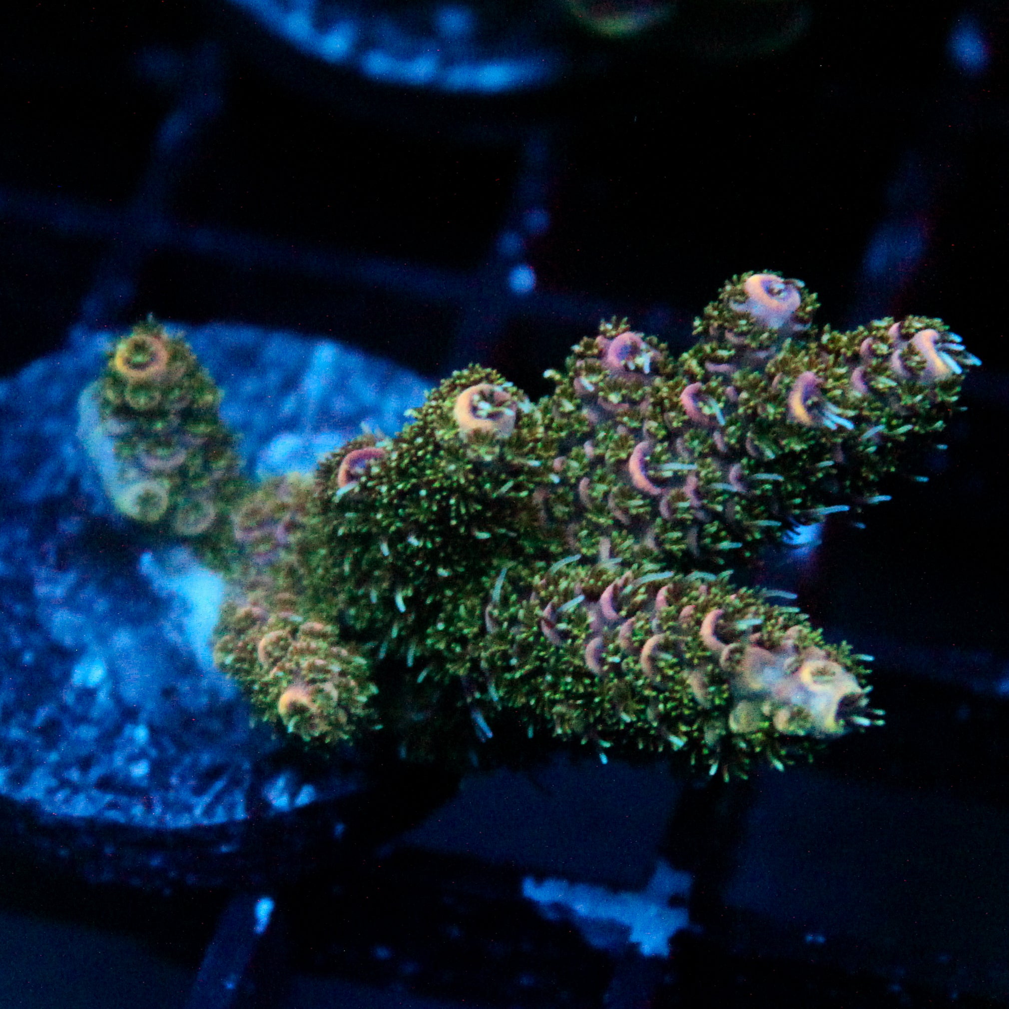 JC Forest Acro