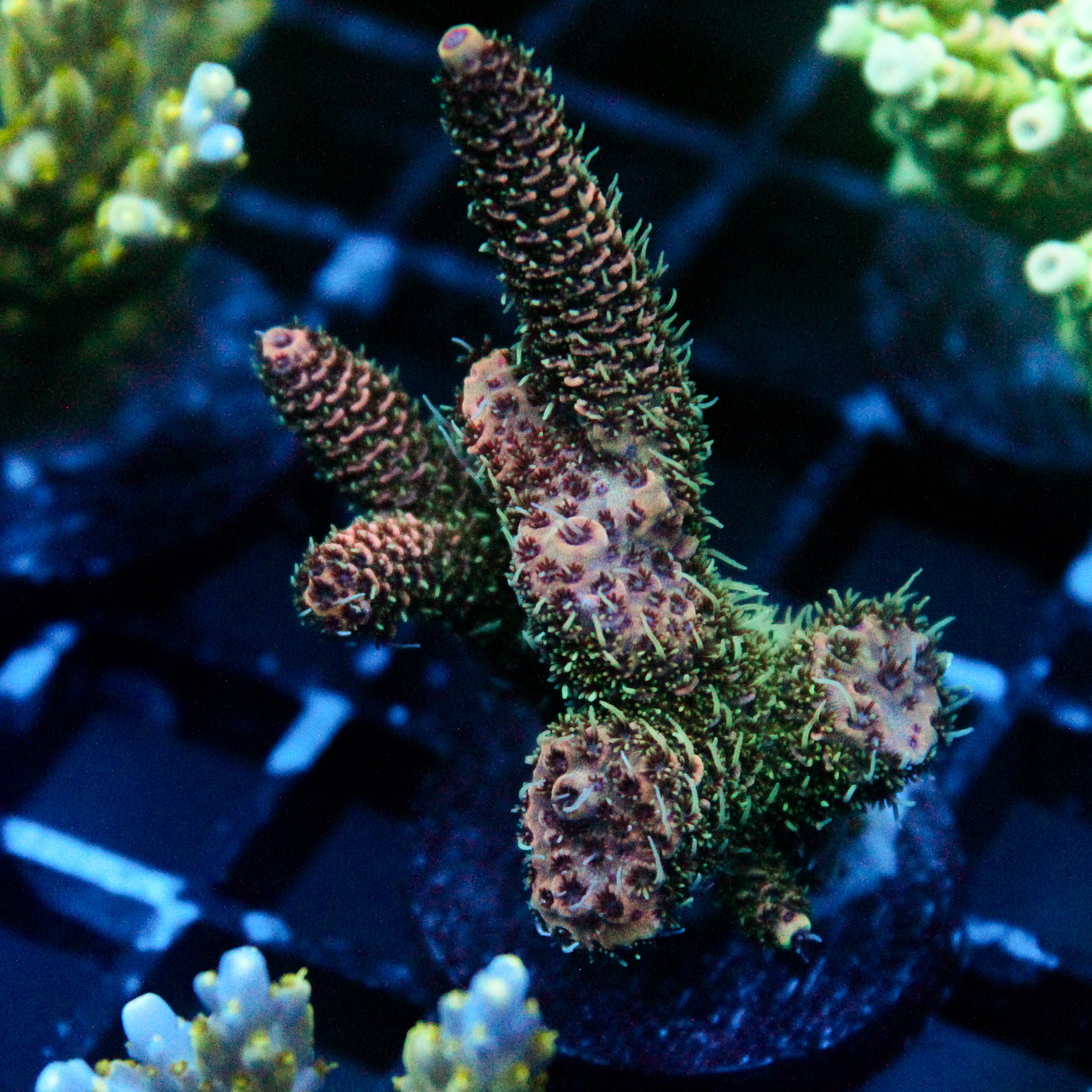 JC Forest Acro