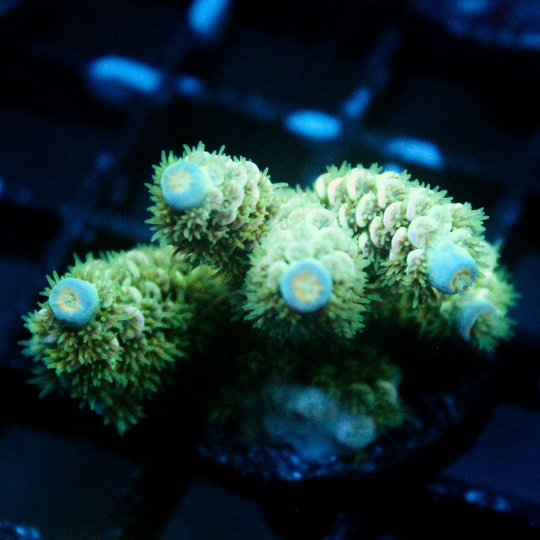 JC Green Demon Acro