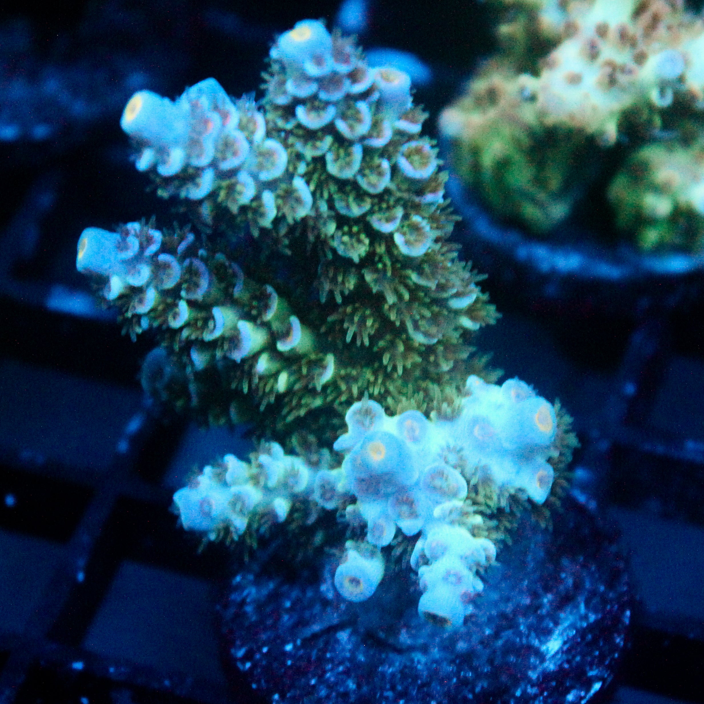 JC Blue Demon Acro