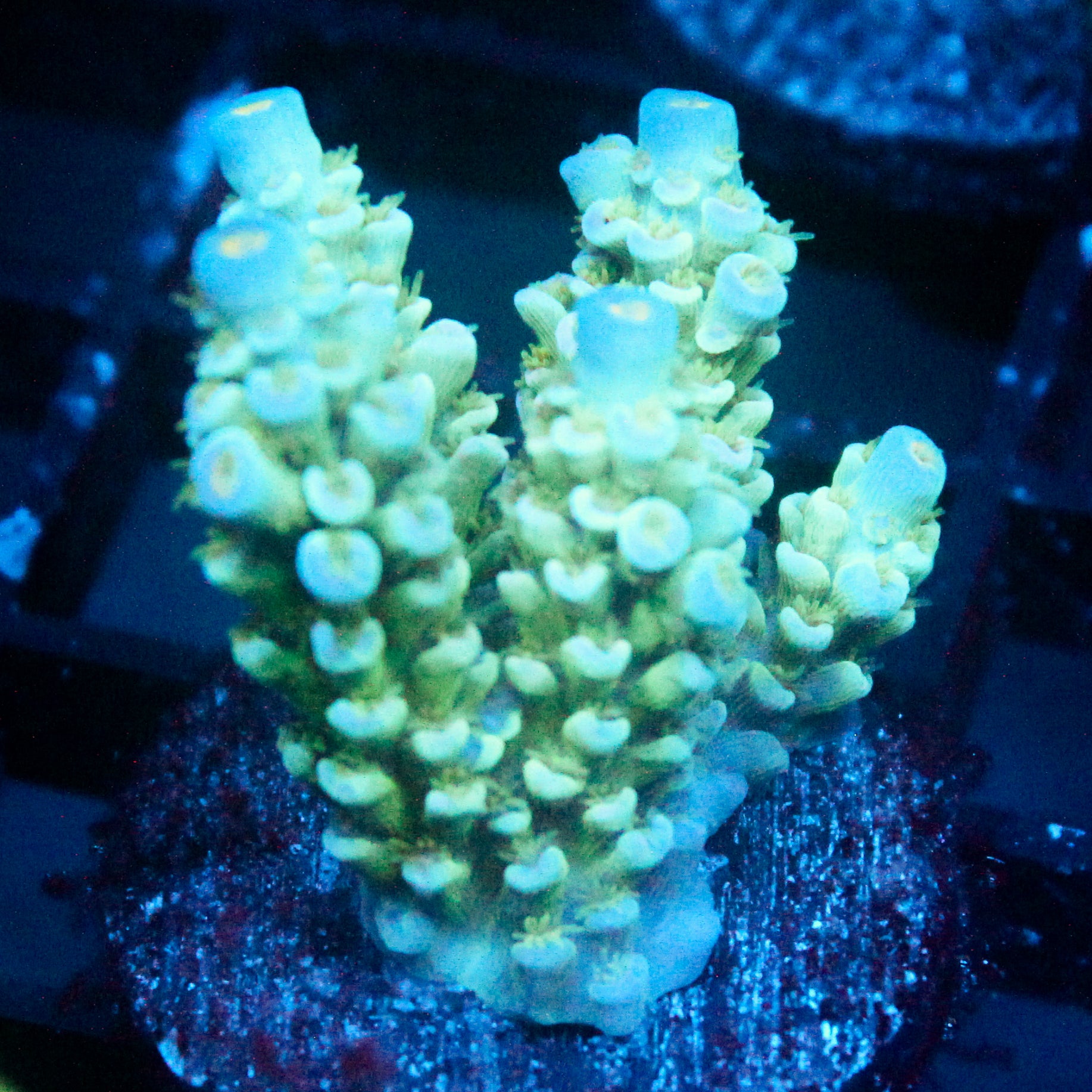 JC Green Demon Acro