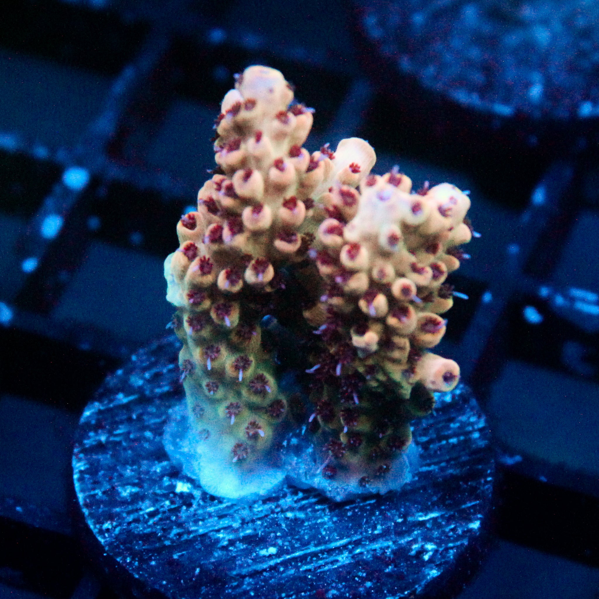 JC Pink Whisper Acro