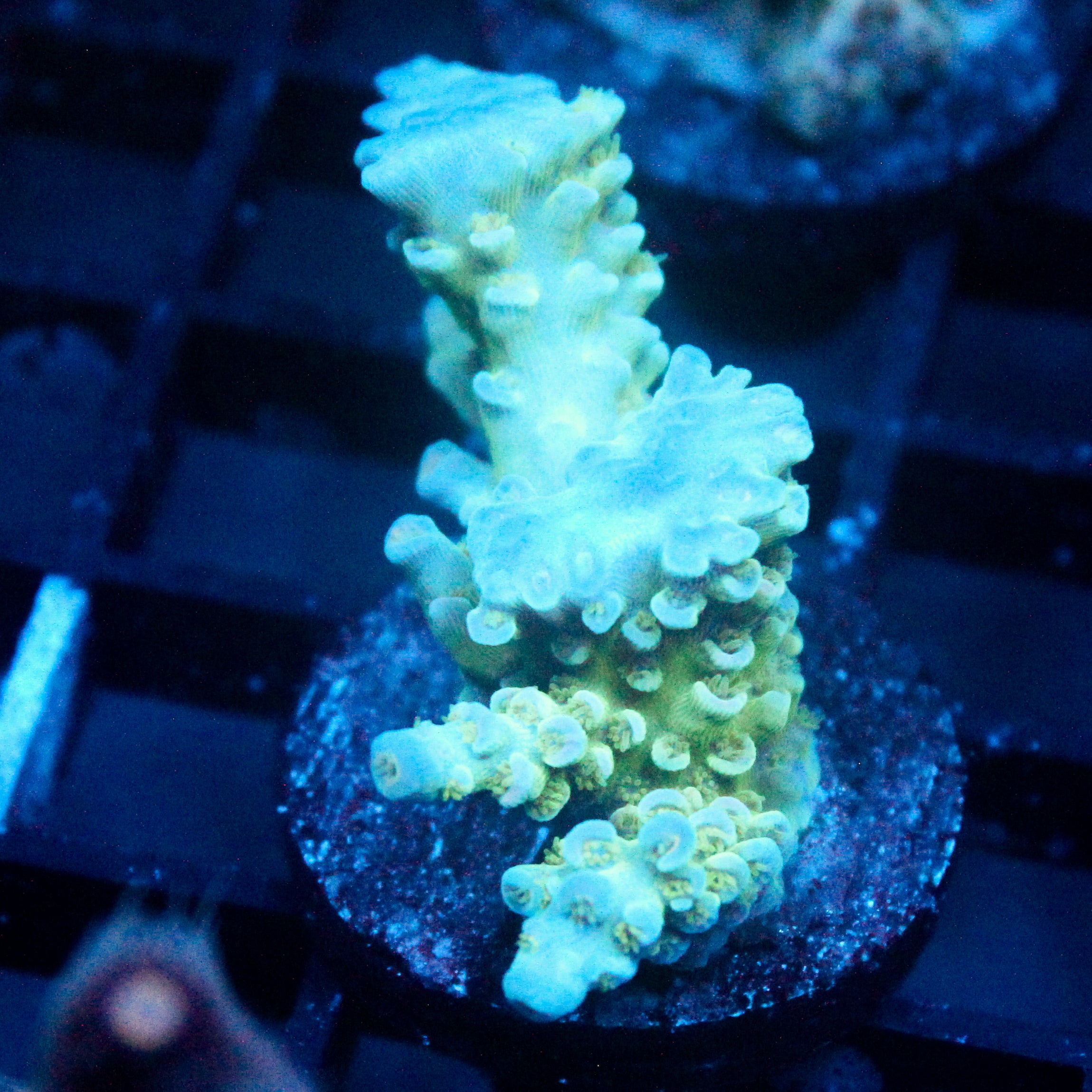 JC Blue Demon Acro