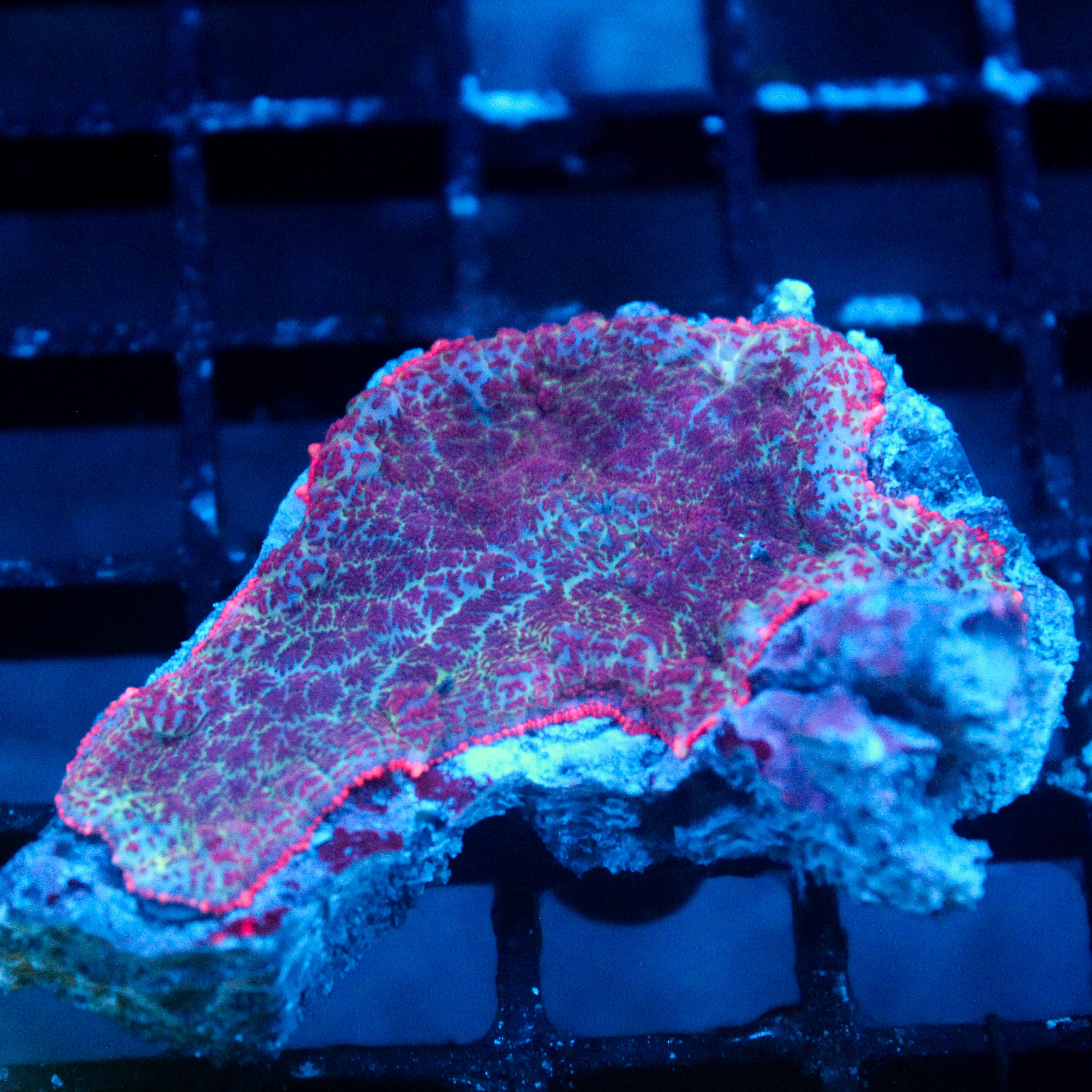 JC Yeti Flesh Rhodactis