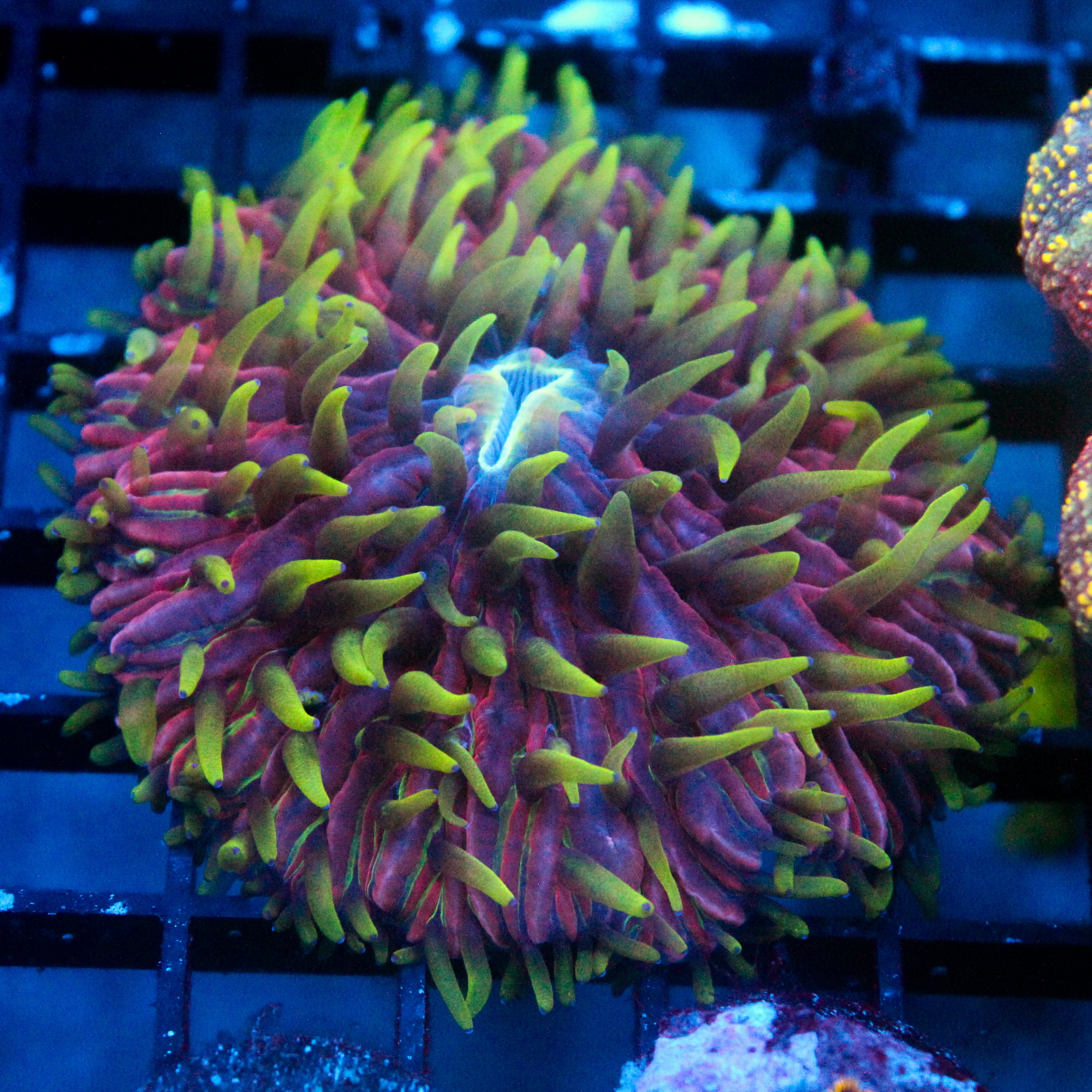 JC Ultra Violet Fungia