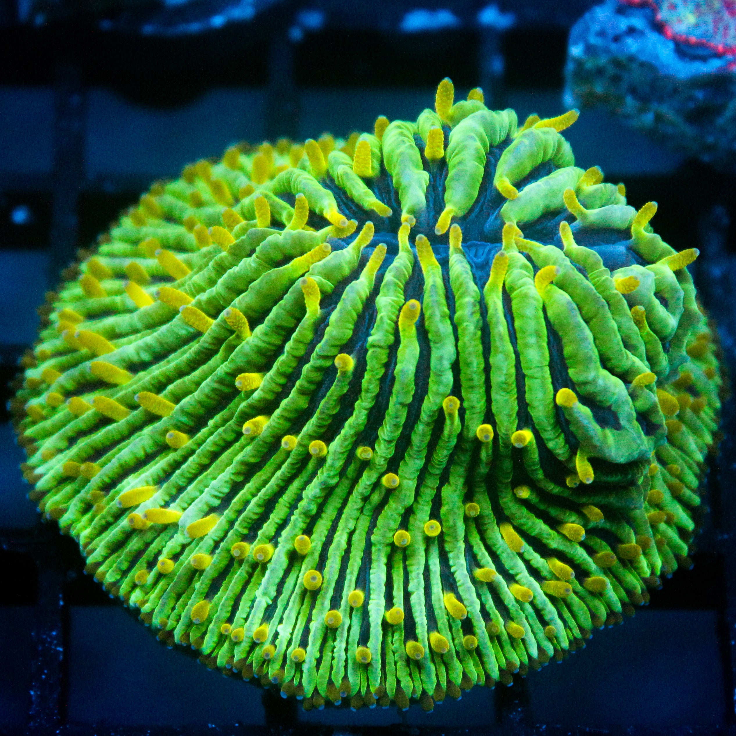 JC Mossy Mountain Fungia