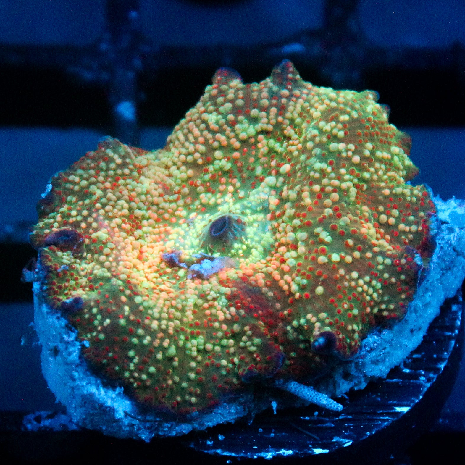 JC Stella Discosoma