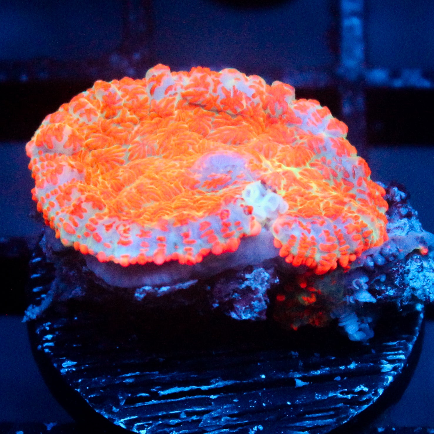 JC Orange Crush Rhodactis