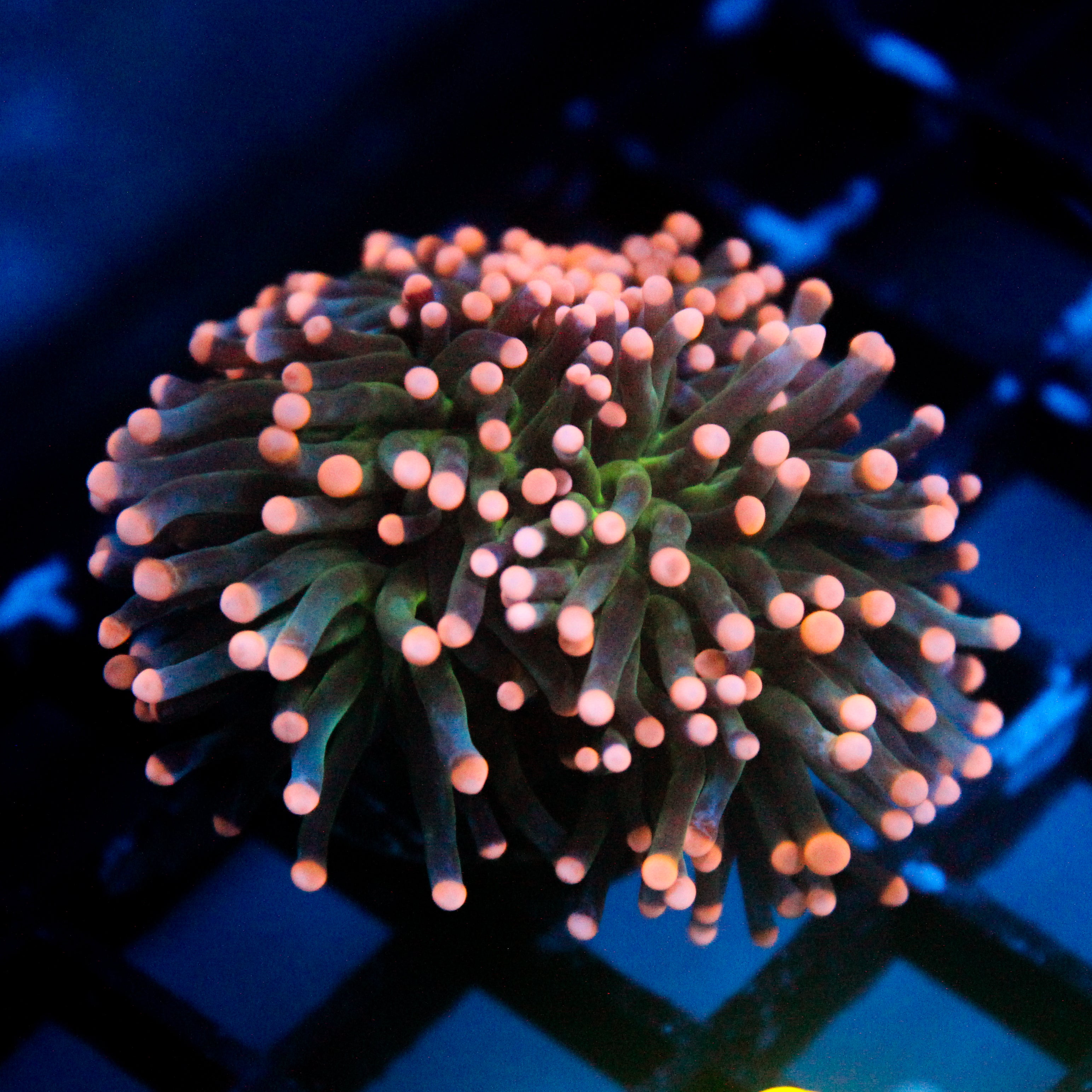 JC Pink Tip Hurricane