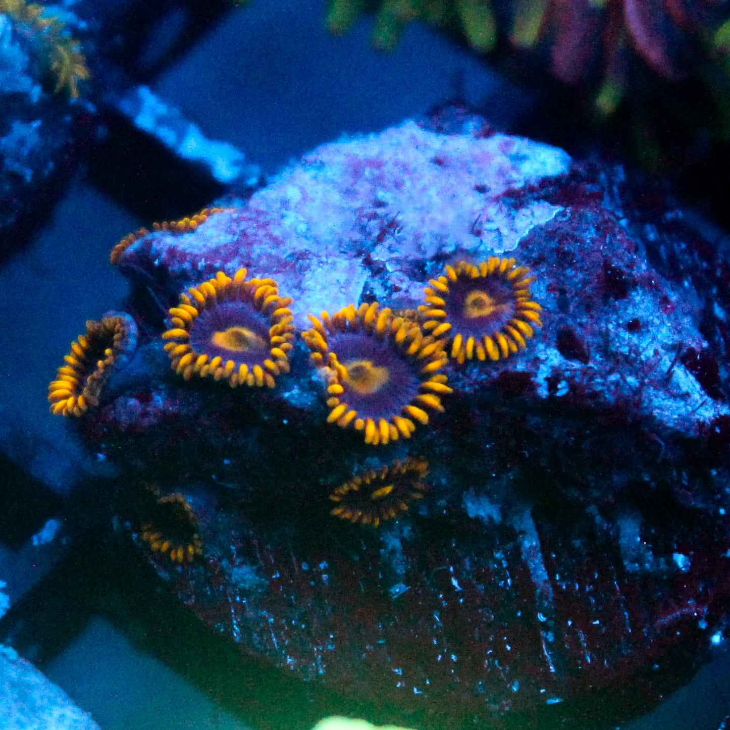 JC Yellow Burn Zoanthid