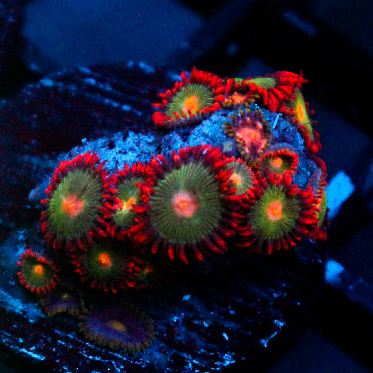JC Gatorade Zoanthids