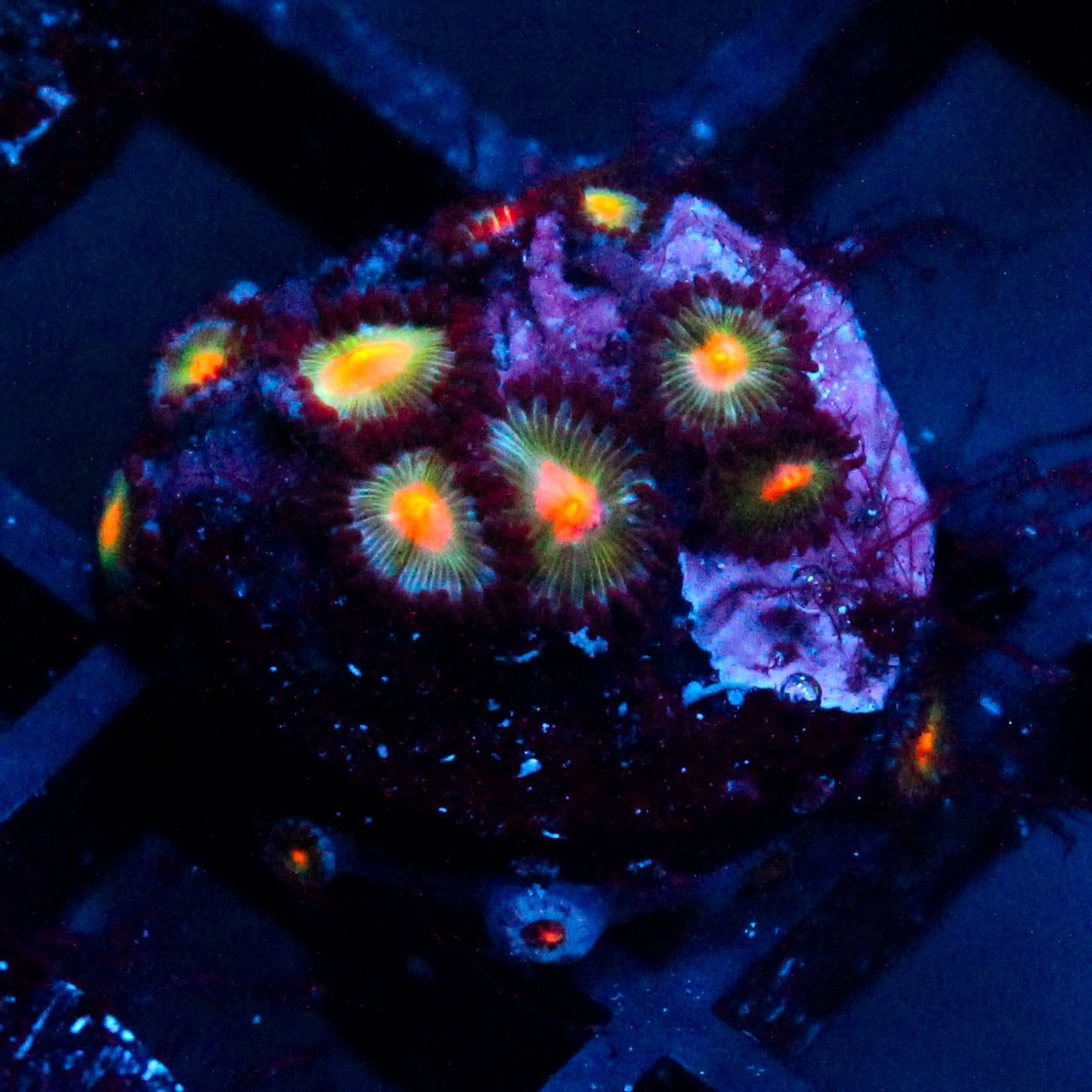 JC Alien Blood Zoanthid