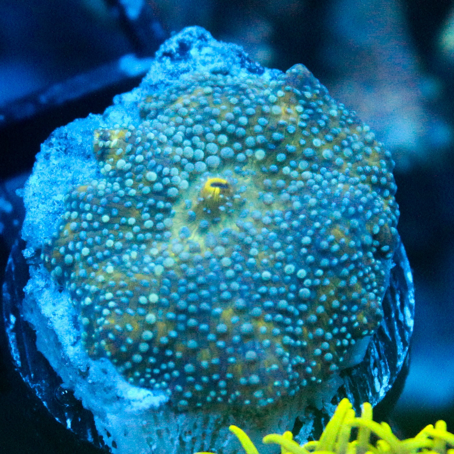 JC Seaspray Discosoma