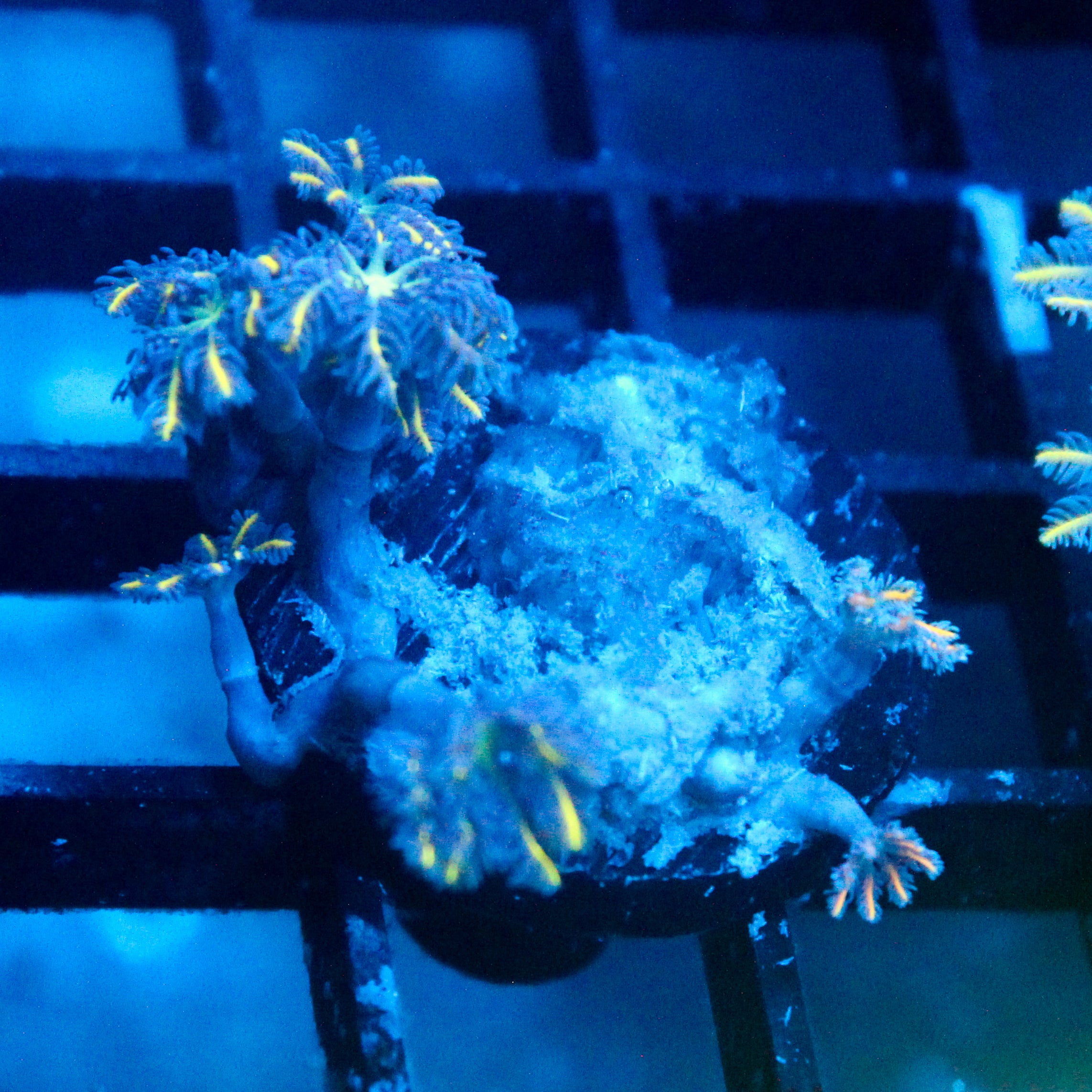 JC Yellow Tip Clove Polyp