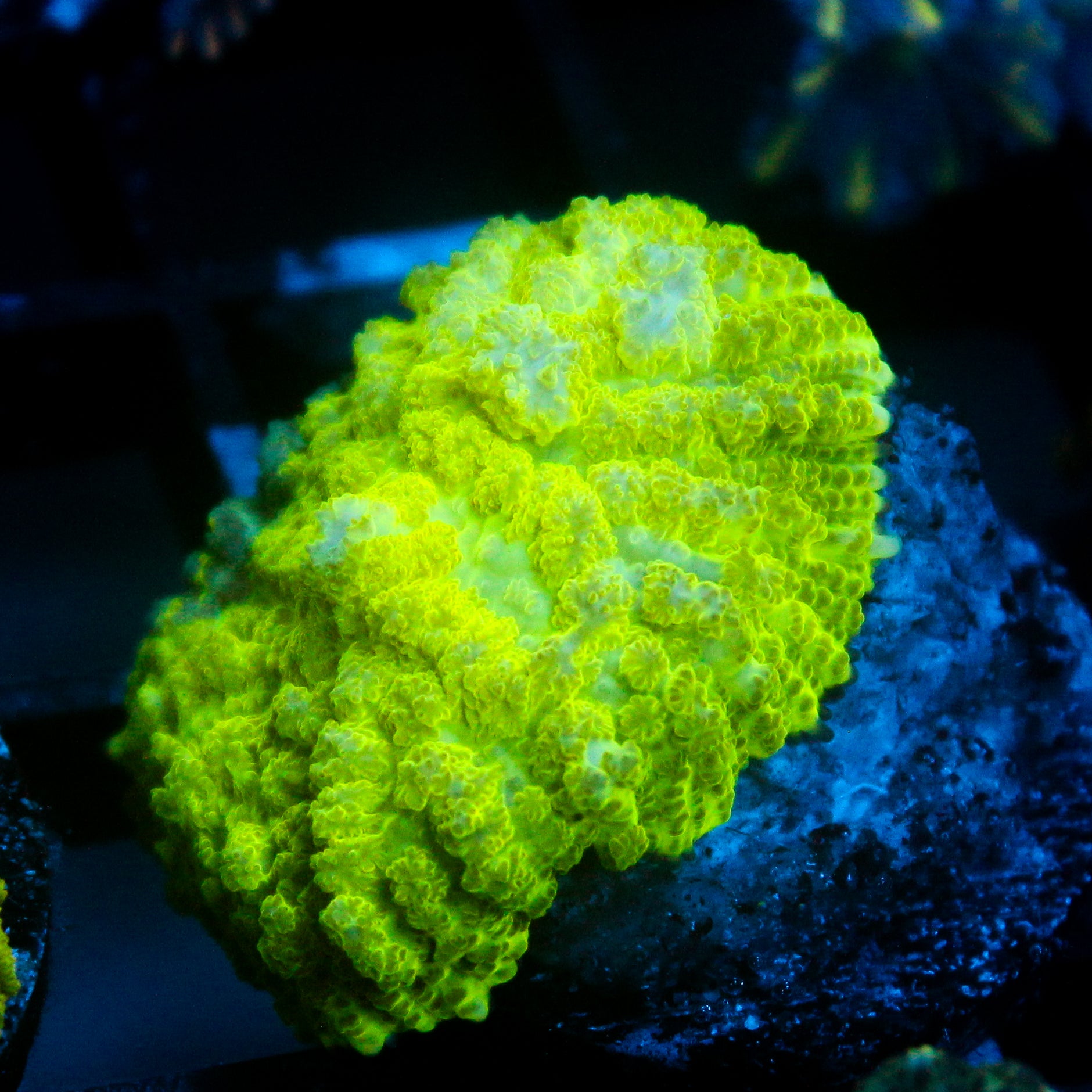 JC Neon Green Rhodactis