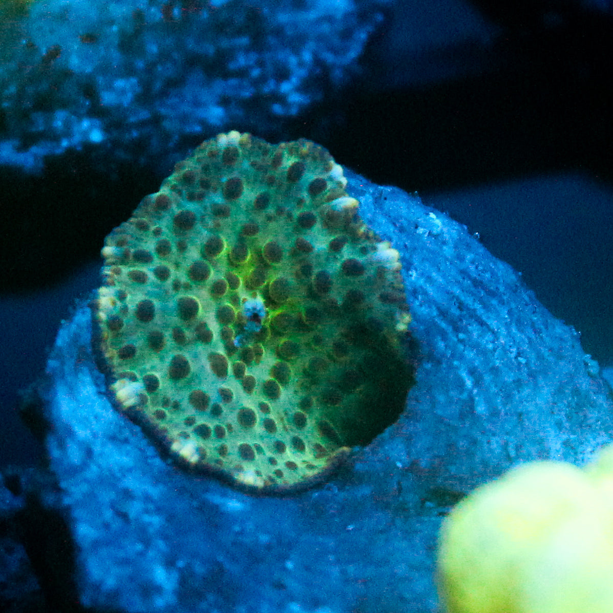 JC Frog Skin Discosoma