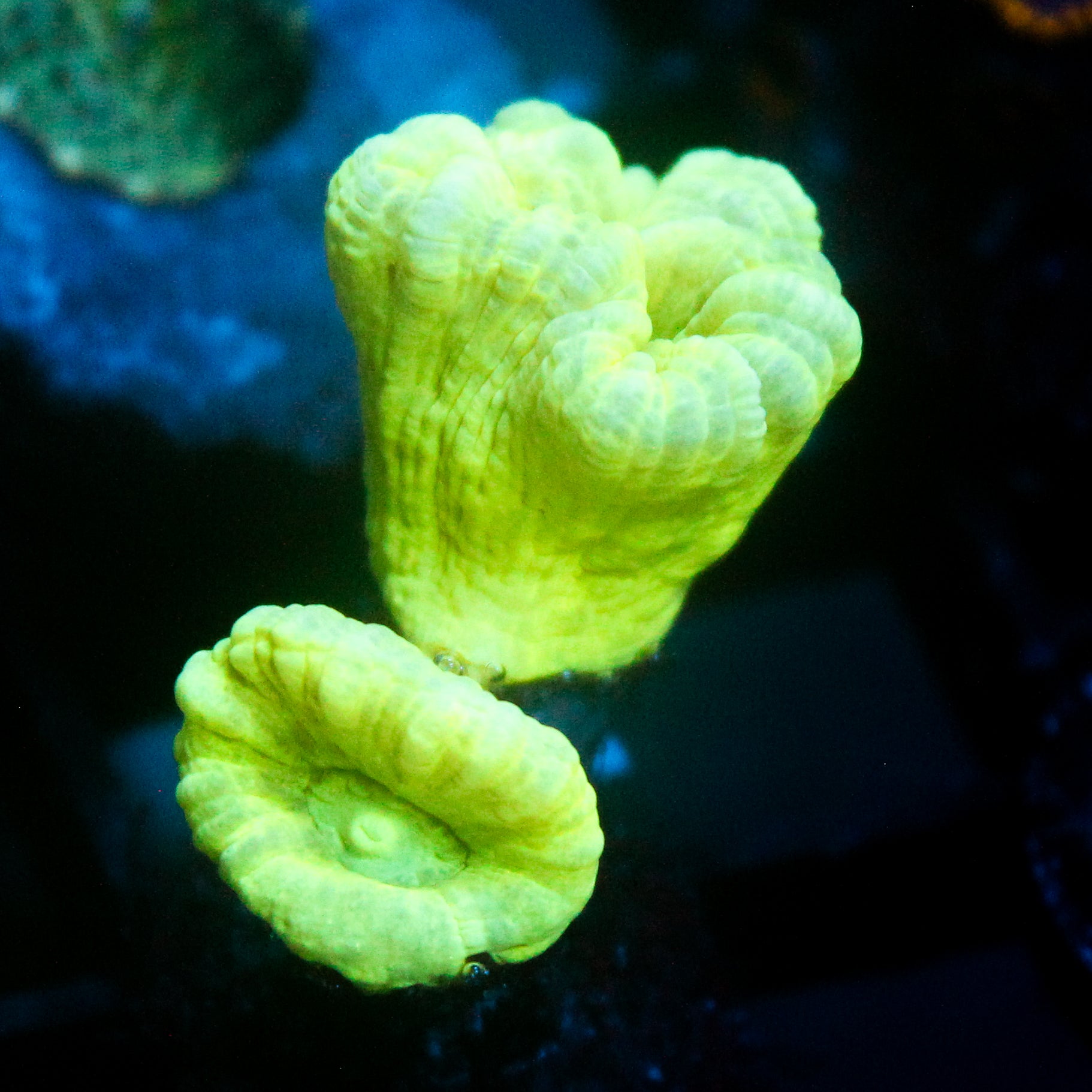 JC Neon Green Trumpet Coral