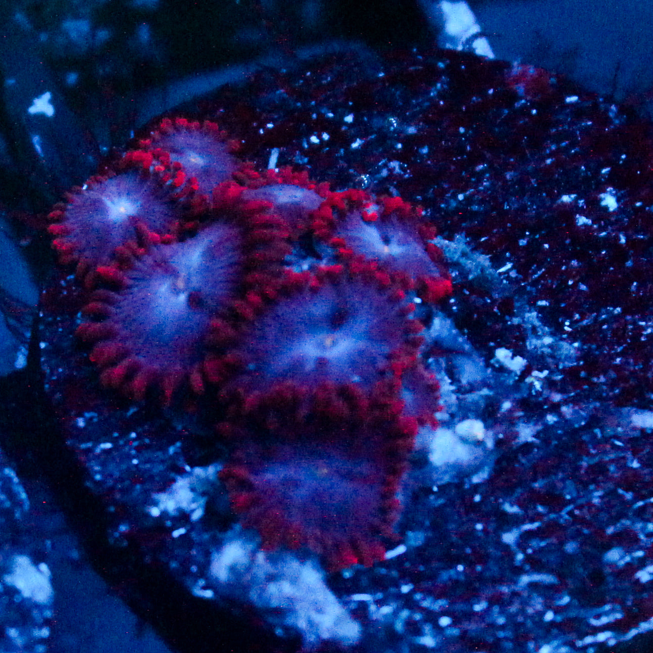 JC Dark Nova Zoanthid