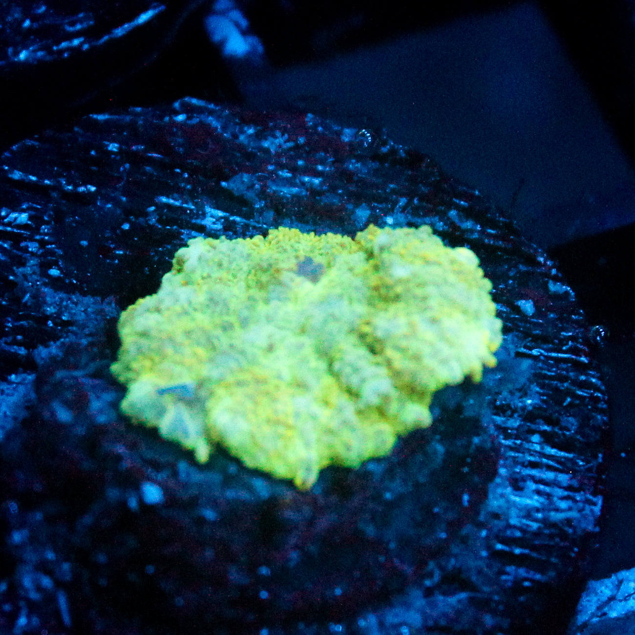 JC Lush Biome Rhodactis